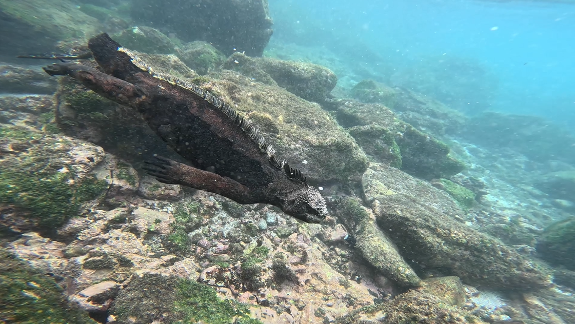Iguana underwater.PNG