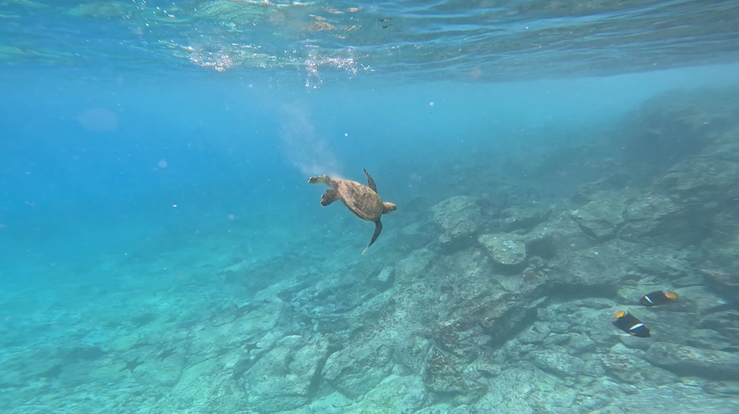 Turtle Diving.PNG