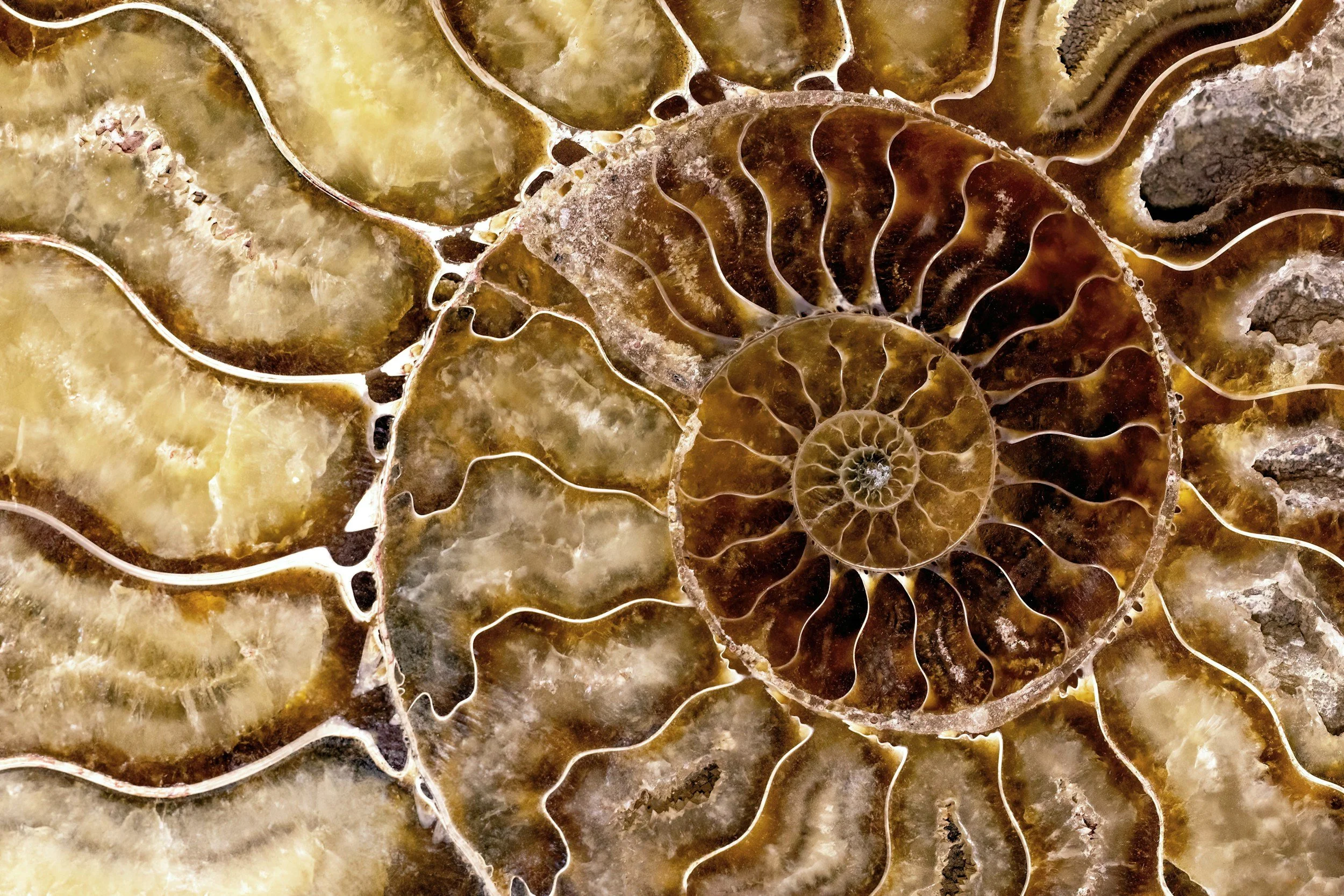A Fossilised Argument