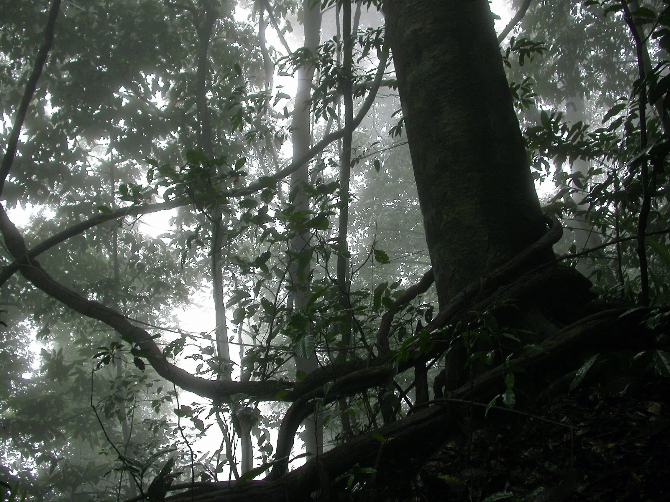 GurukulaBotanicalSanctuary.JPG