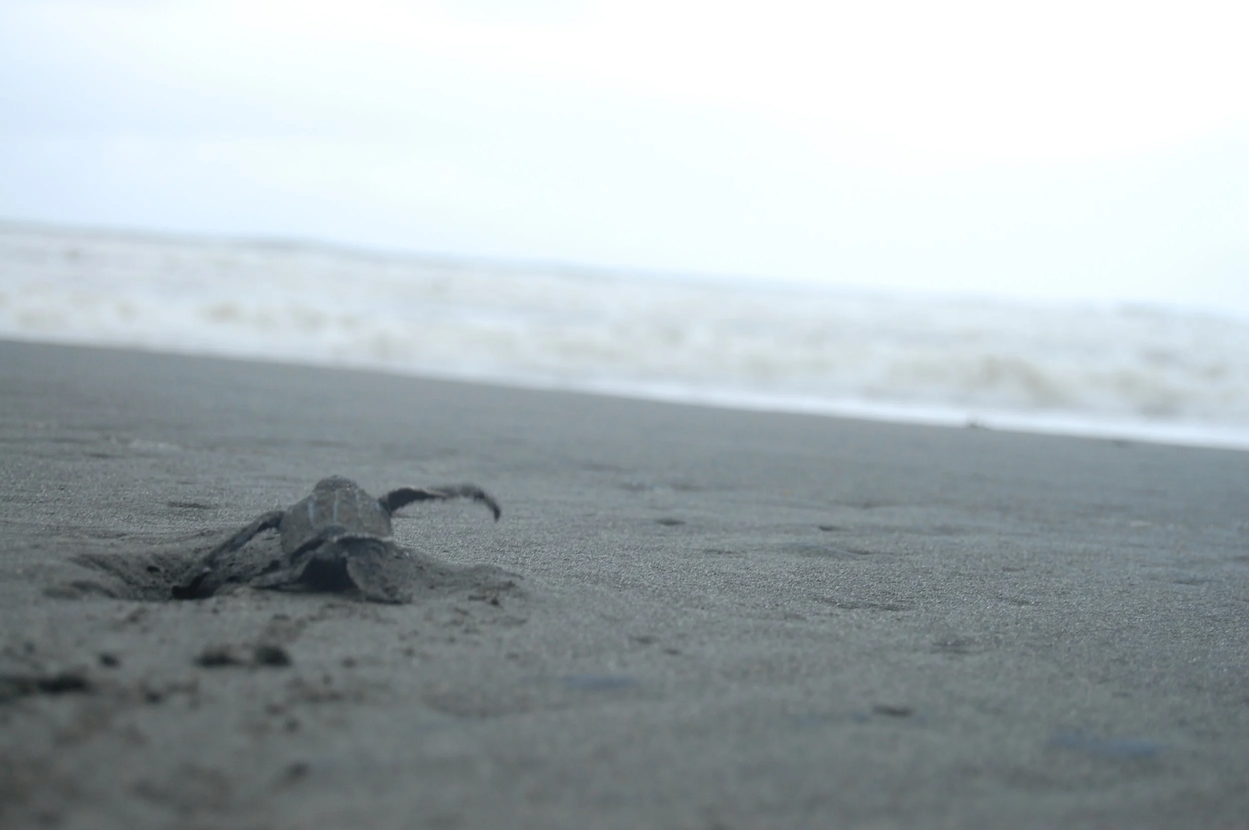 Leatherback_PacuareProject_CarolinaBrown.JPG
