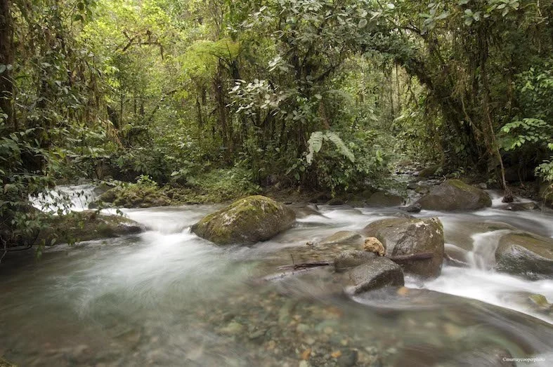 Los-Cedros-River.-Image-credit-MurrayCooper copy.jpeg