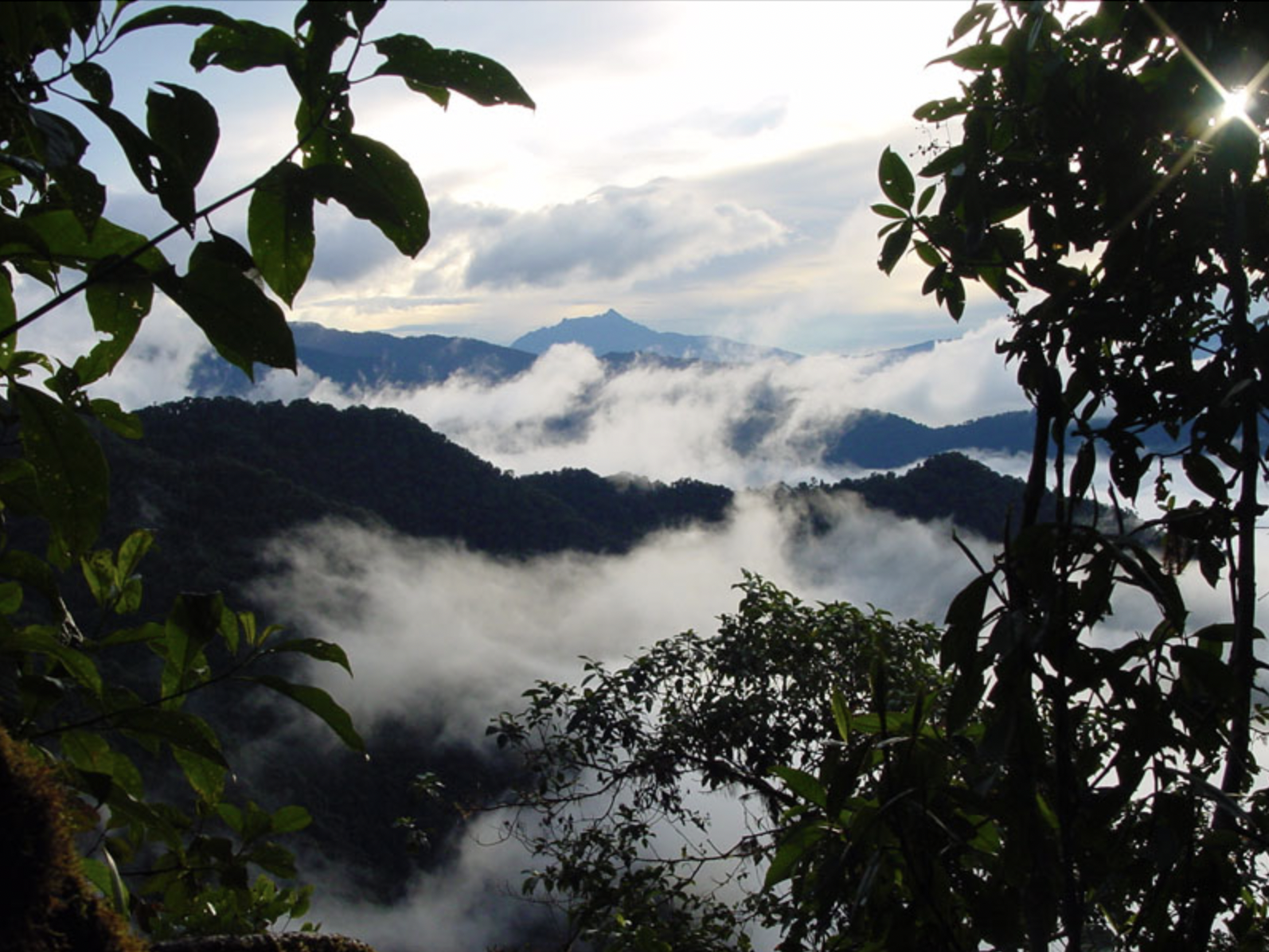 LosCedrosReserve_Ecuador.png