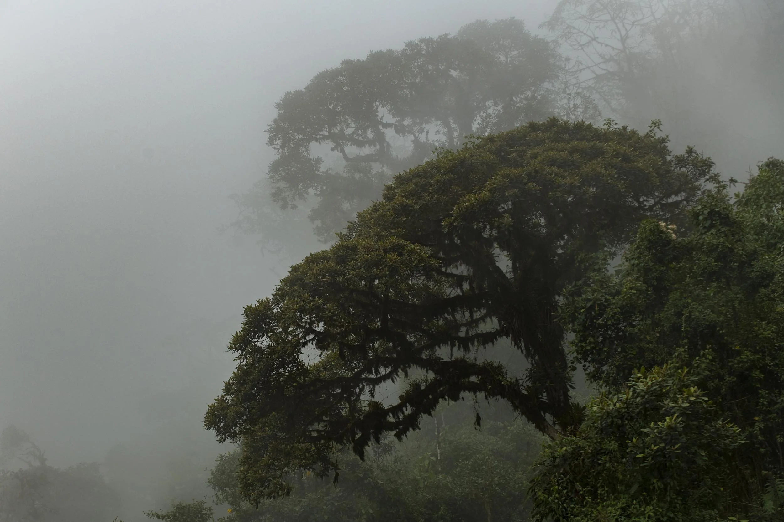 NeblinaCloudAncientTree.JPG