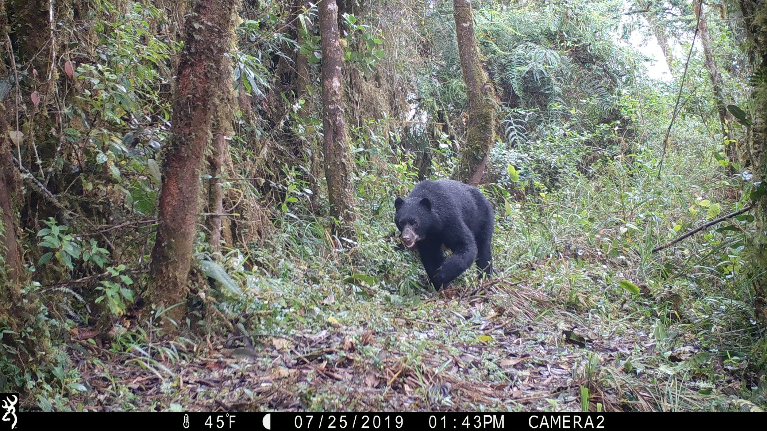 Spectacled bear in Neblina (Tremarctos ornatus).JPG