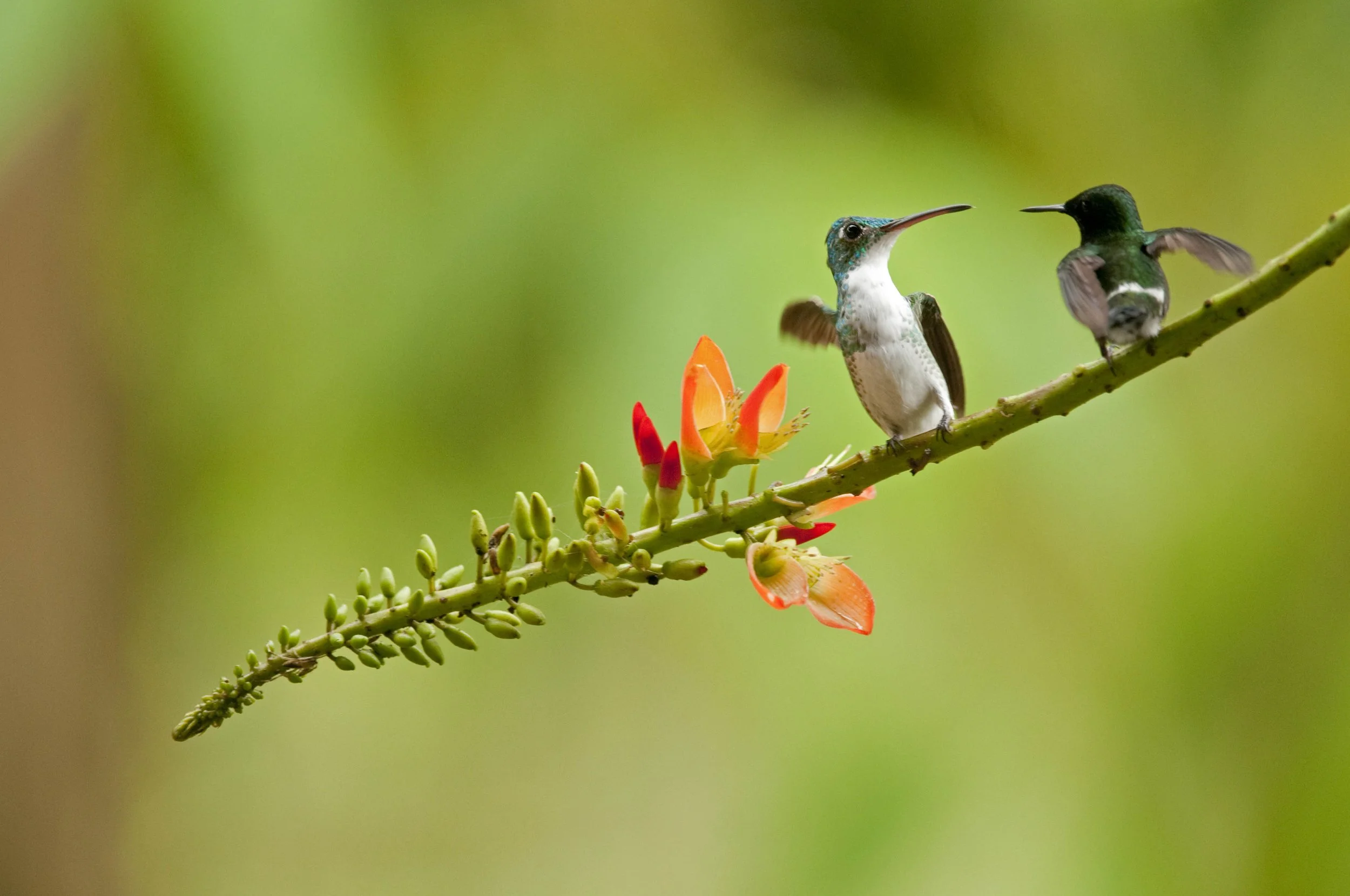 White-necked Jacobin (Florisuga mellivora).jpg
