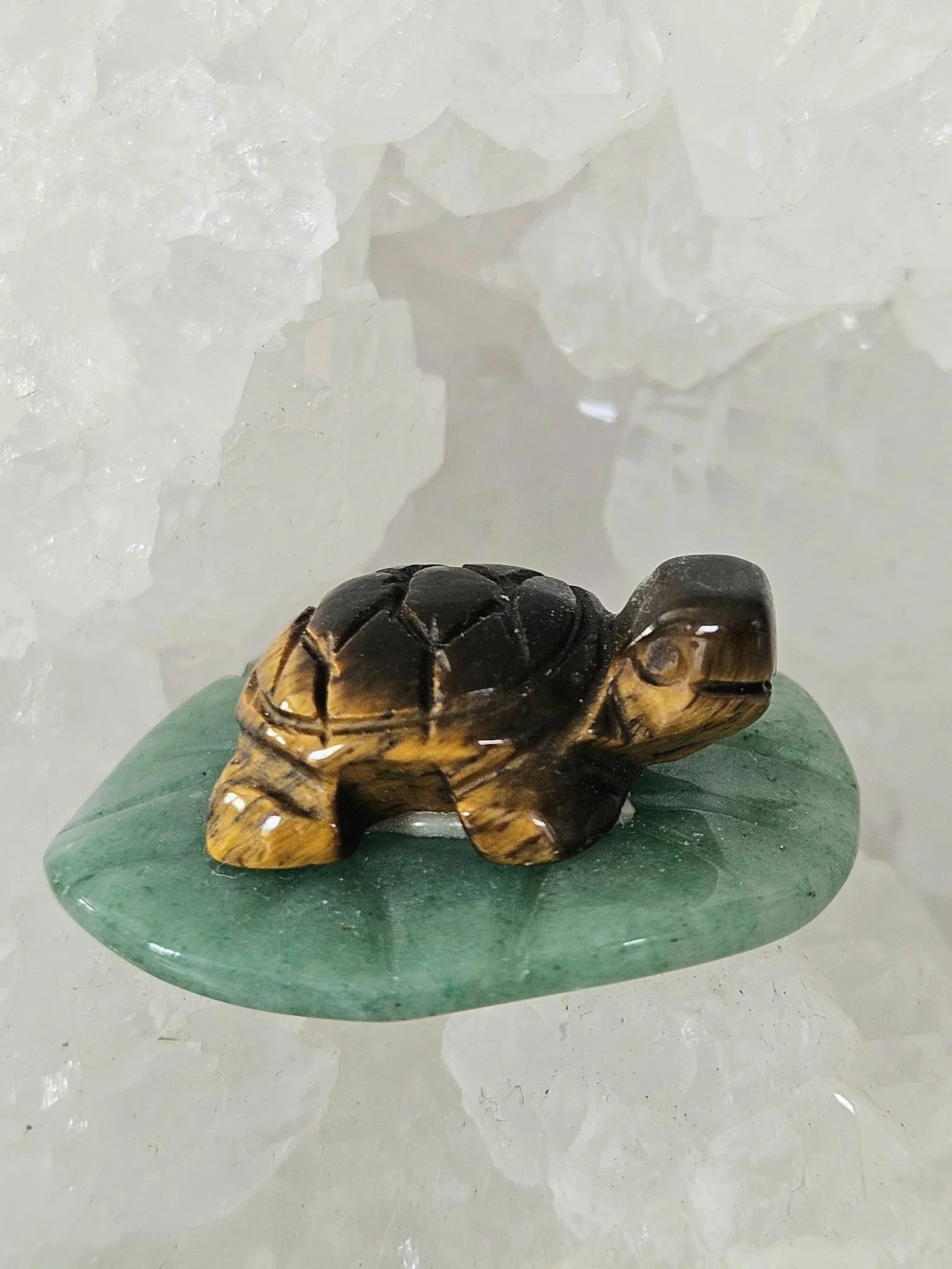 Turtles 4.jpg (Copy)