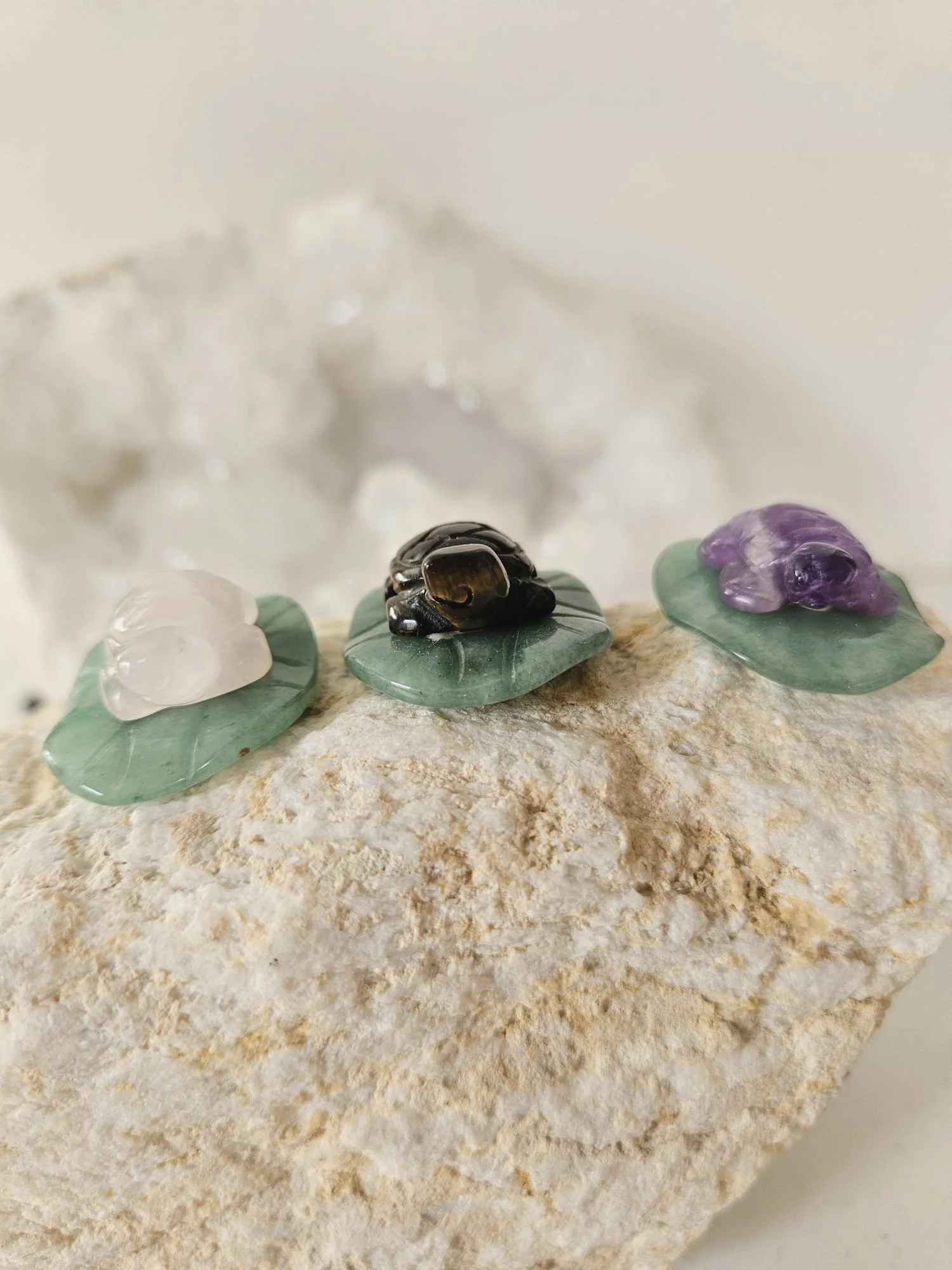 Turtles 1.jpg (Copy)