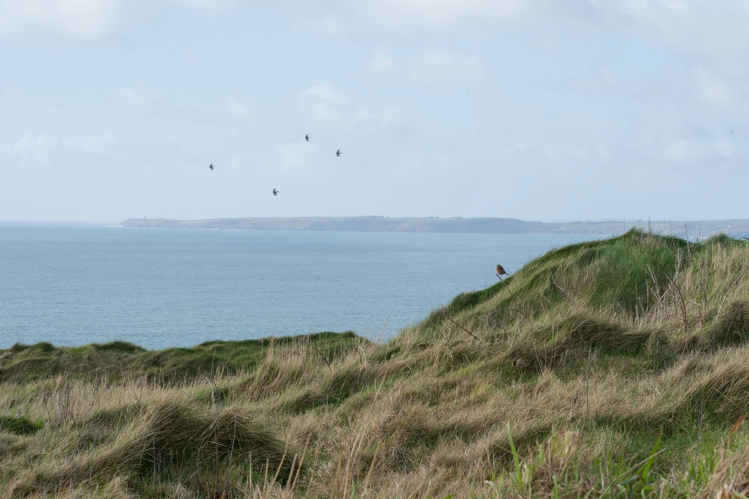 Coast Cork_DSC03583_Viola Bender.jpg