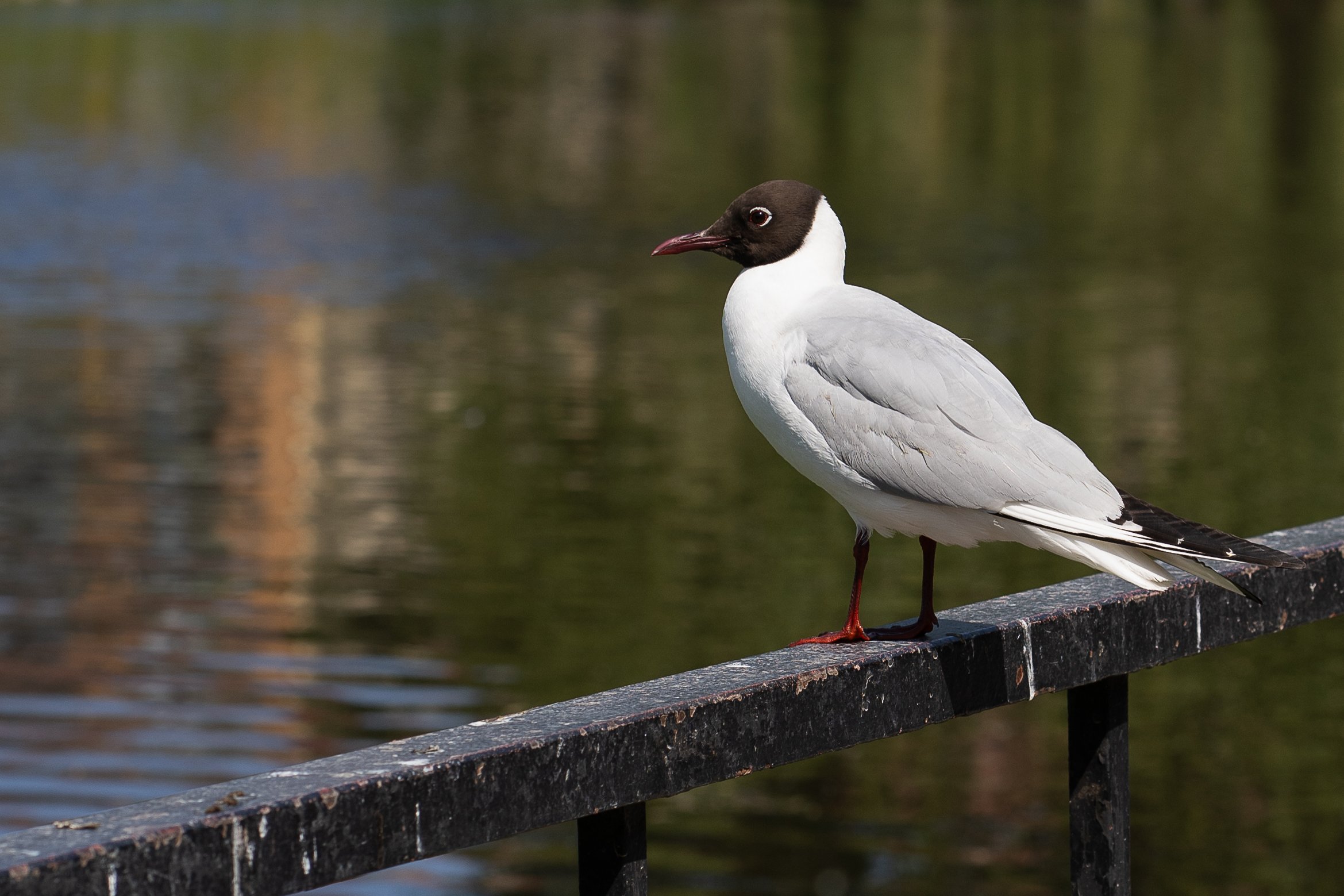 Uppsala_DSC03372_Viola Bender_2025.jpg