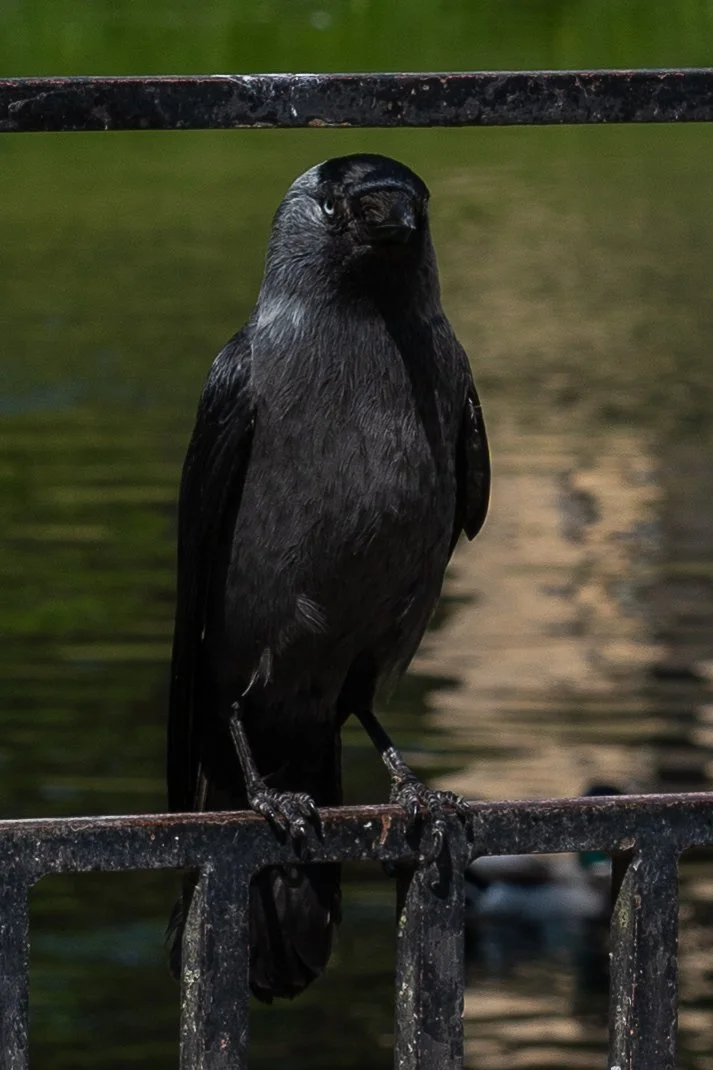 Uppsala_DSC03362_Viola Bender_2025.jpg