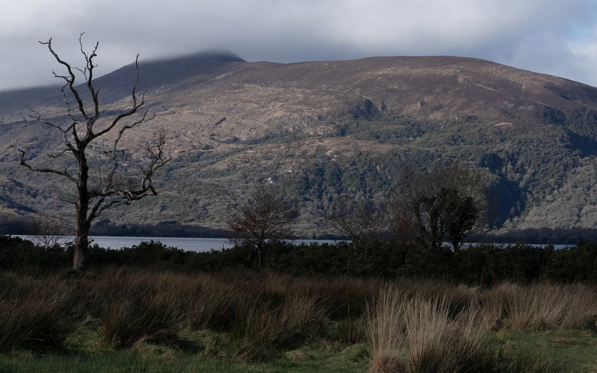 Killarney_DSC03684_Viola Bender.jpg
