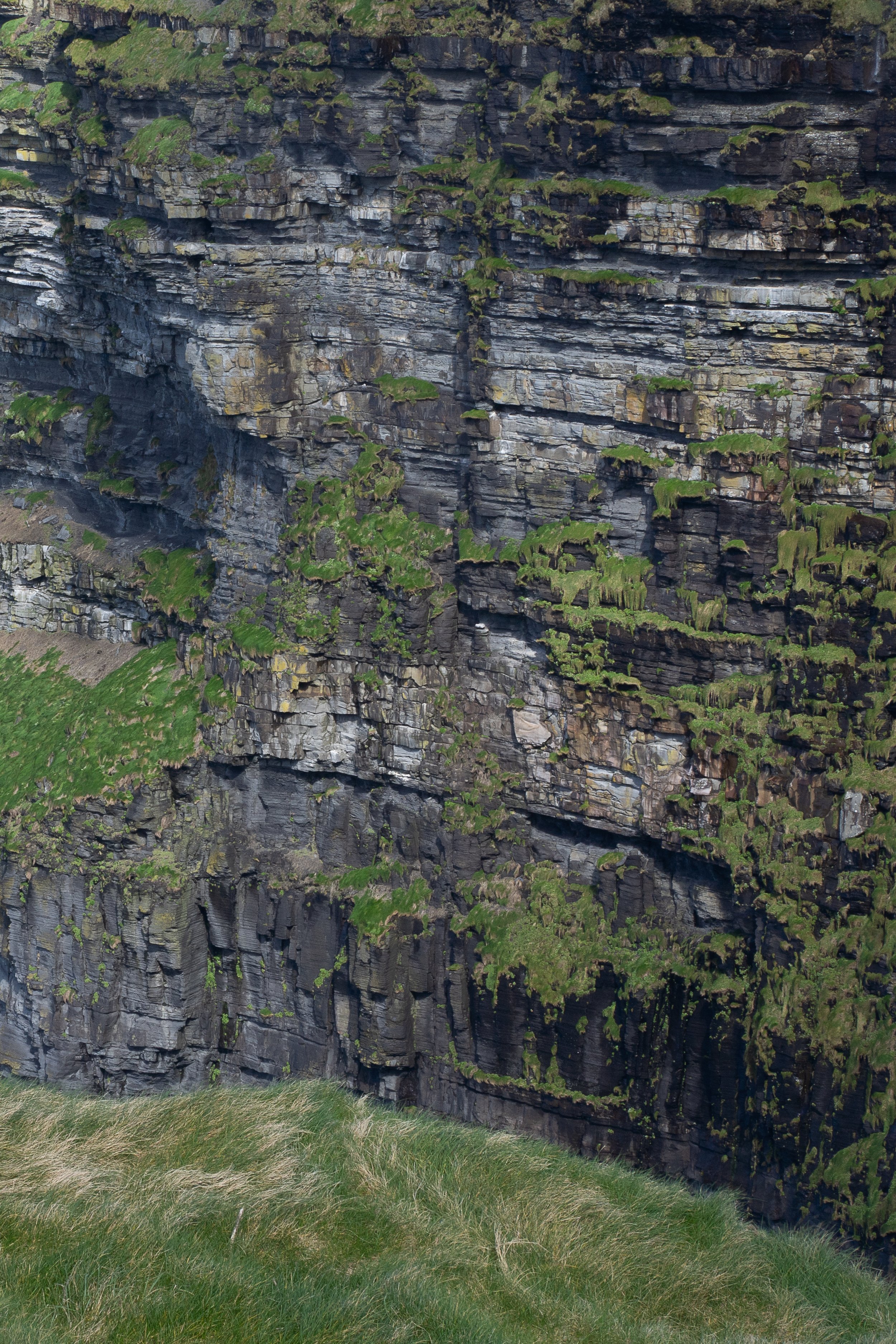 Moher_DSC03706_Viola Bender_2026.jpg