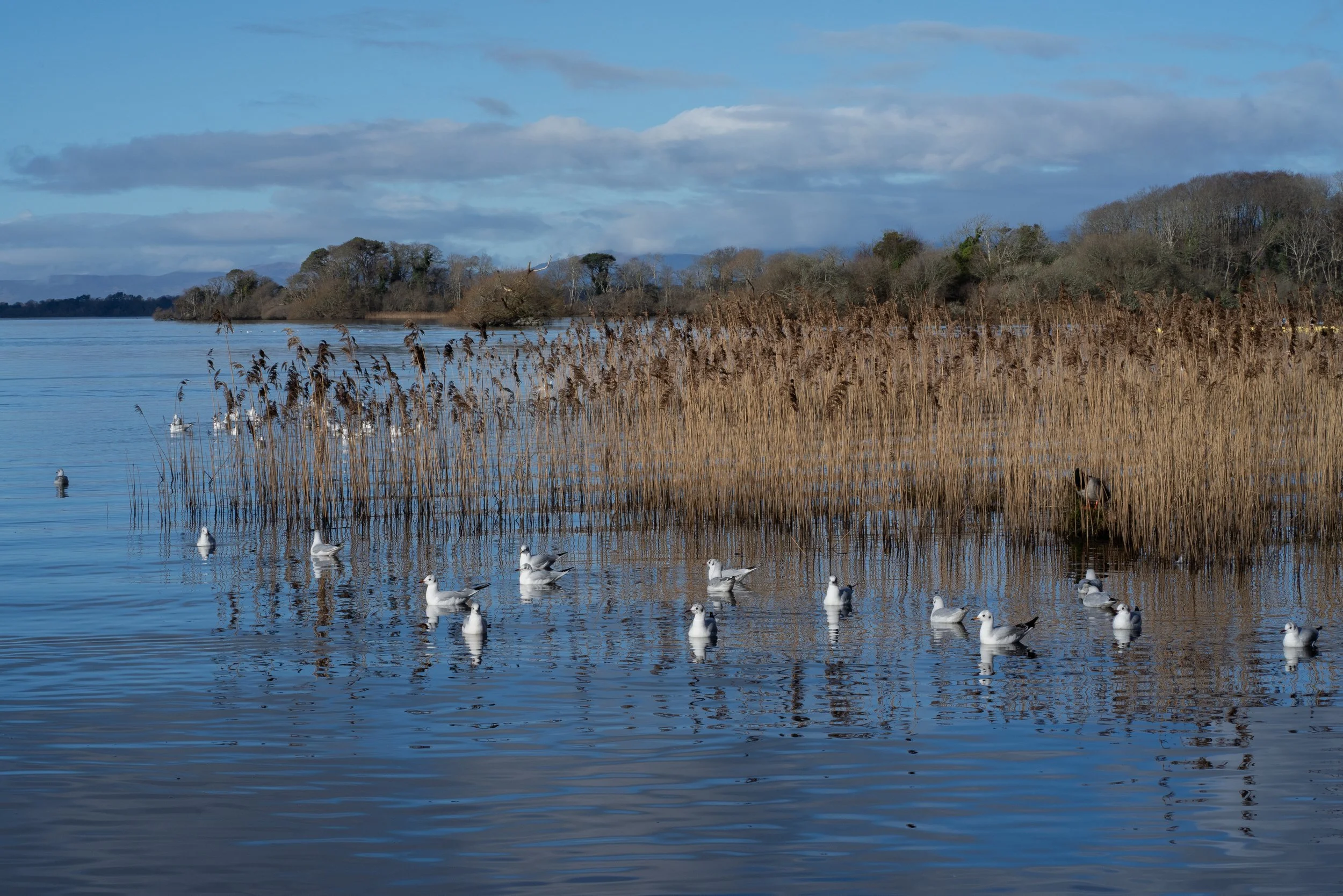Killarney_DSC03659_Viola Bender.jpg
