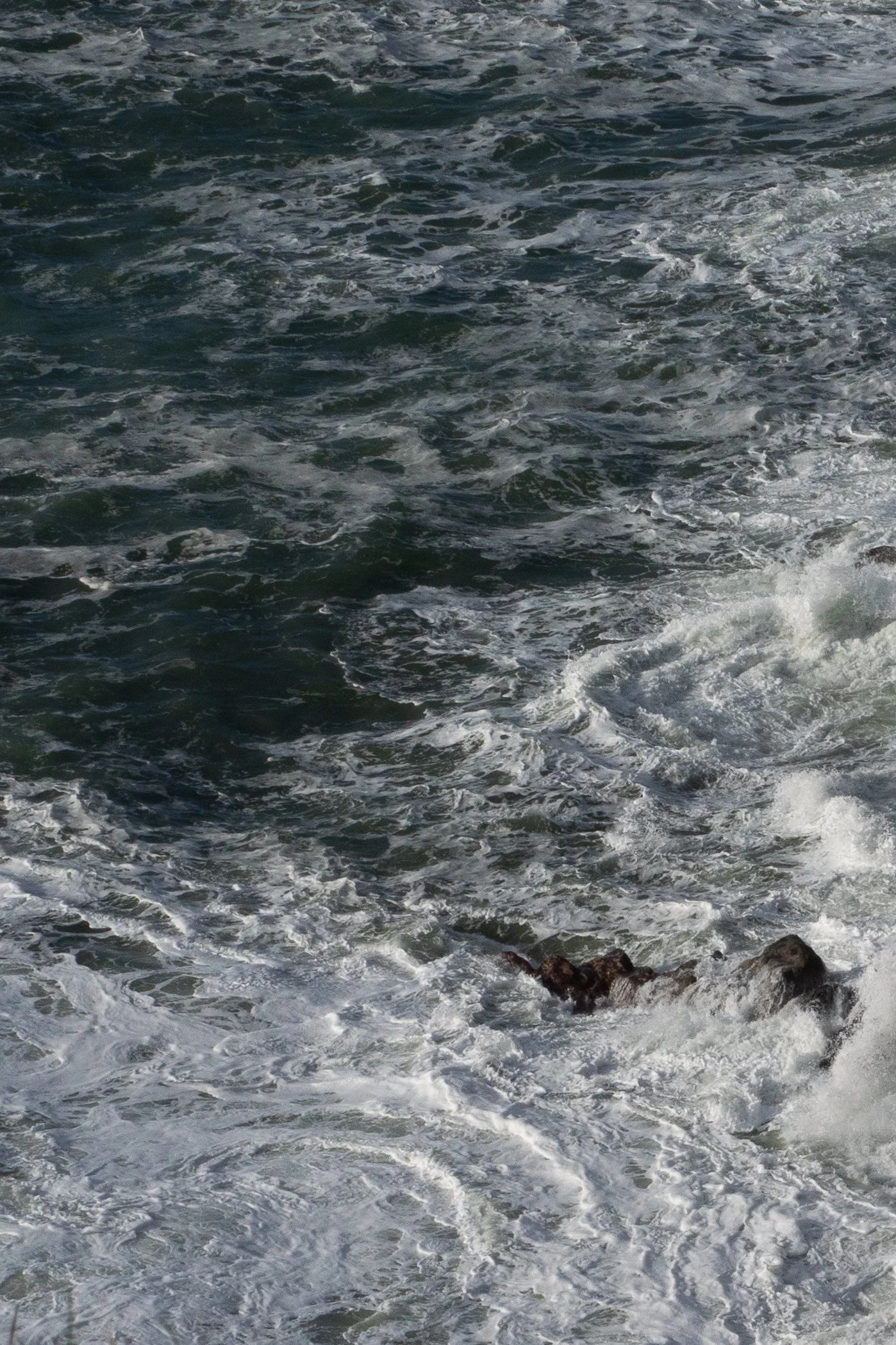 Coast Cork_DSC03611_Viola Bender.jpg