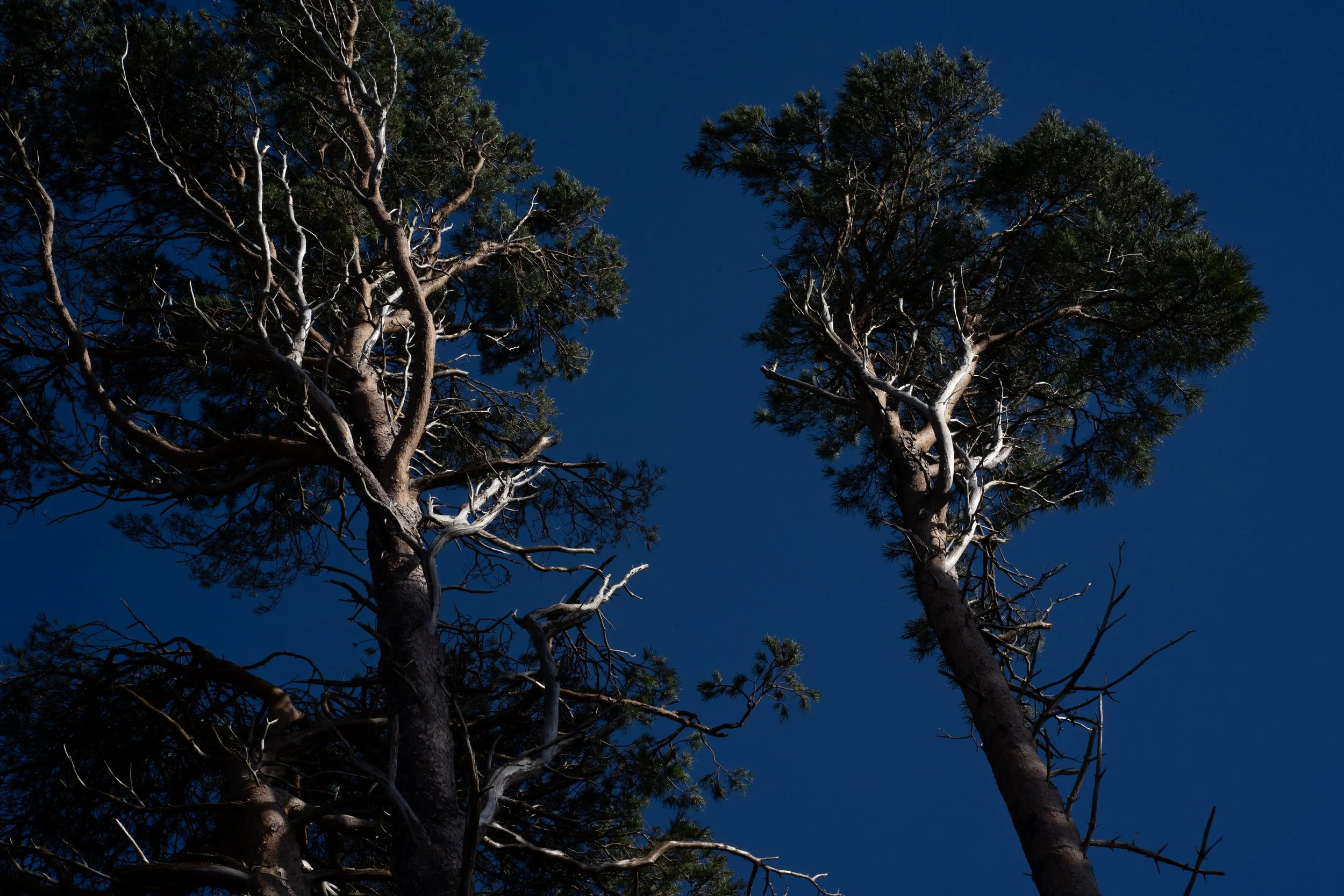 Killarney_DSC03682_Viola Bender.jpg