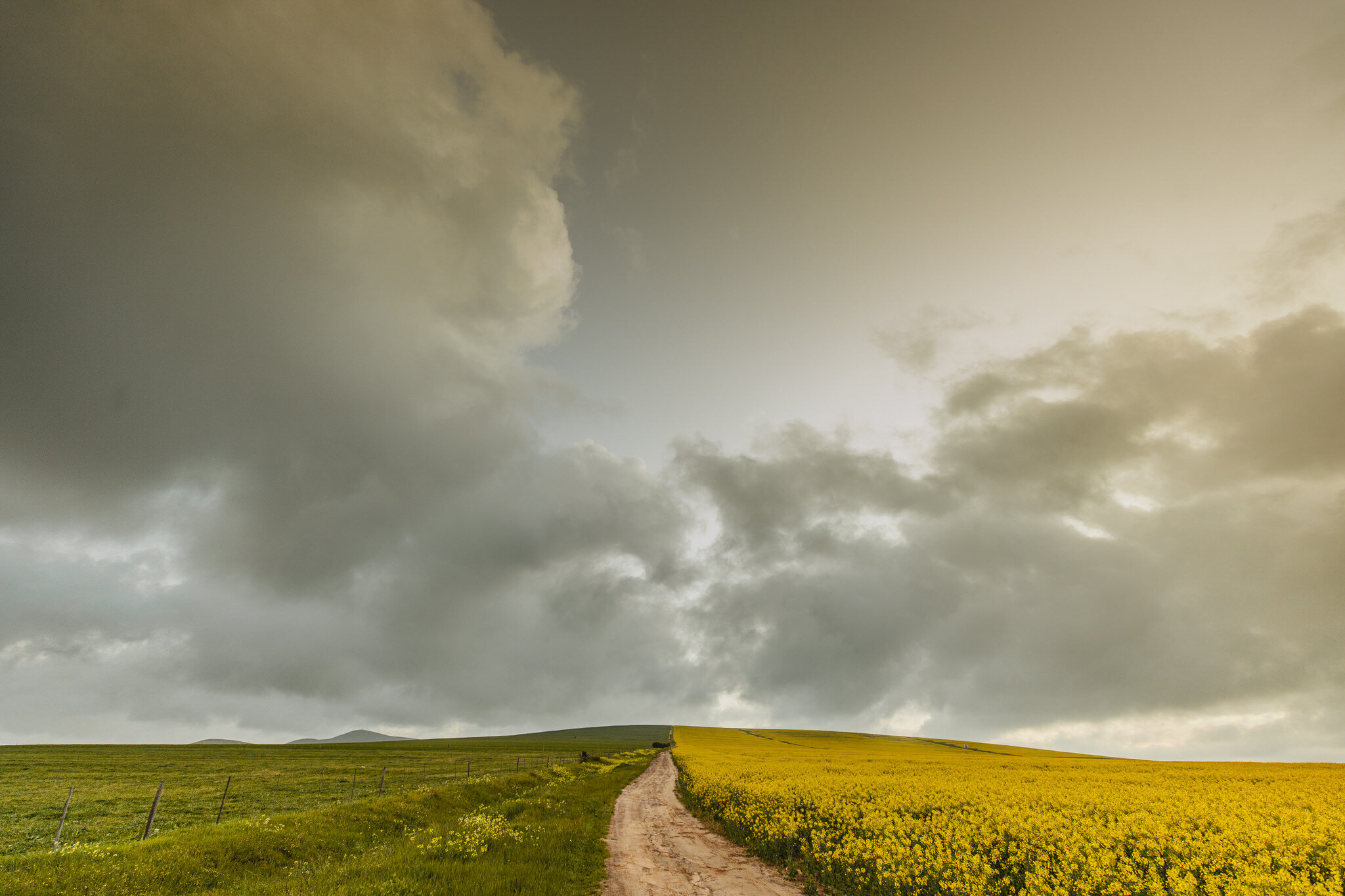 Canola.jpg