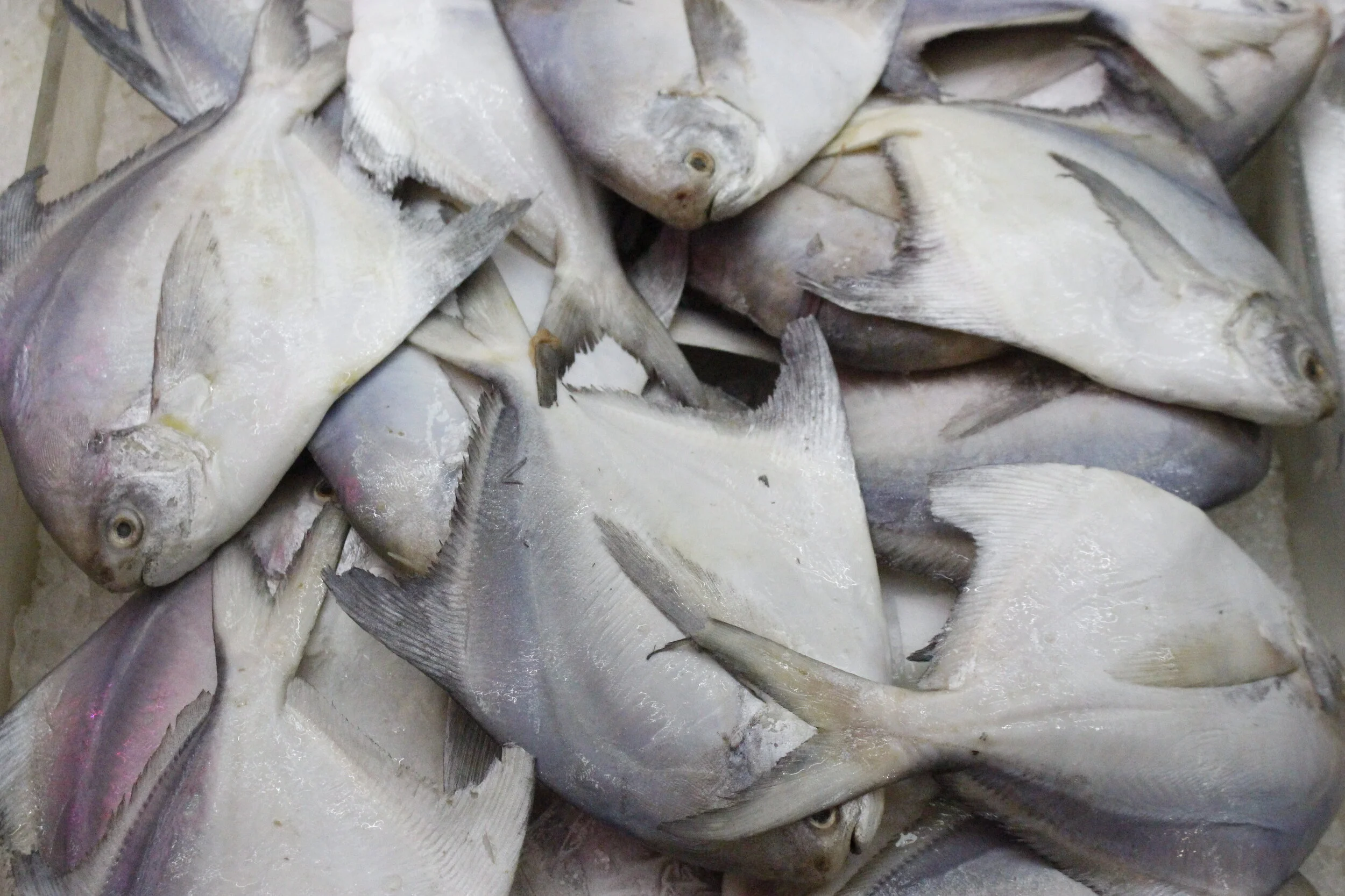 Copy of _MG_0402 (1).JPG