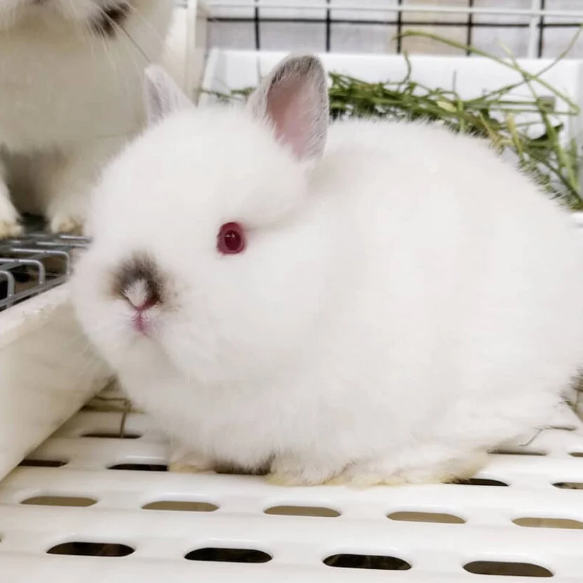 The Varieties and Genetics of White Rabbits — Breadbox Farm