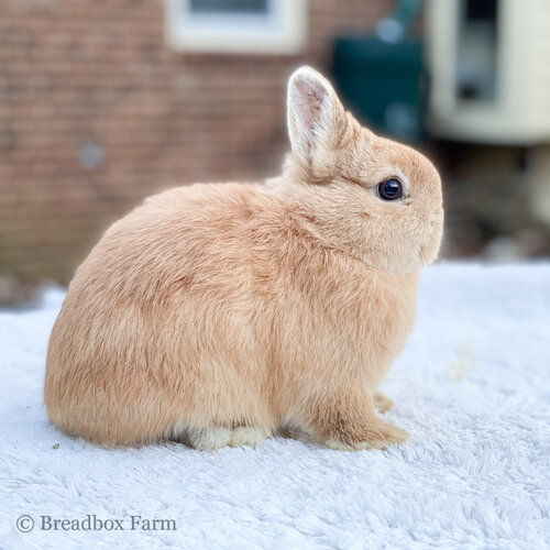 netherland dwarf bunnies for sale near me