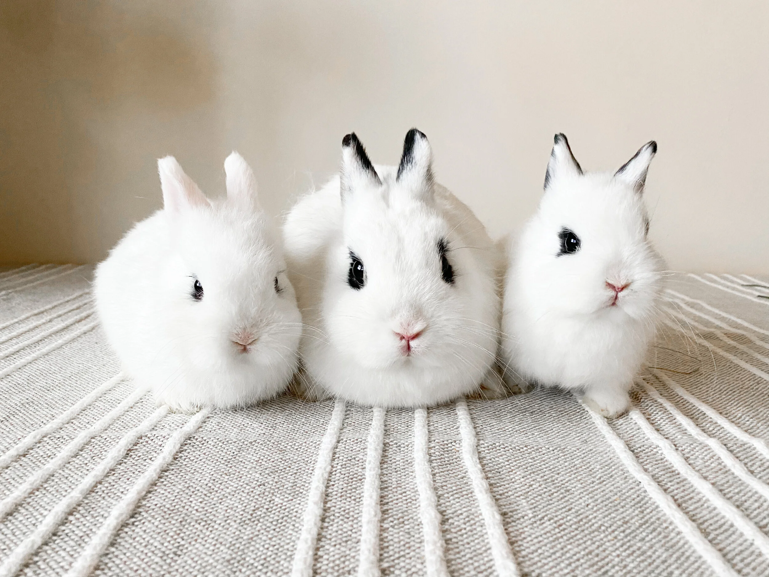 Rabbit Care | Enhance Your Bunny Care Today — Breadbox Farm