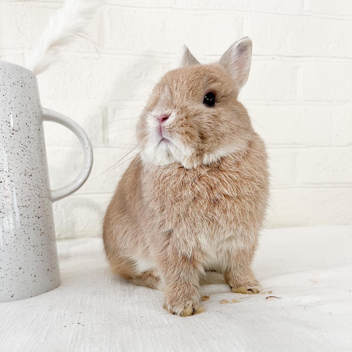 @tamemees_rabbitry Apollo, our most recent addition to our orange and fawn lines. He&rsquo;s already a dad three times this season!  I can&rsquo;t wait to see how his babies grow up. 

#netherlanddwarf #netherlanddwarfbunny #nethie #fawnnethie #rabbi