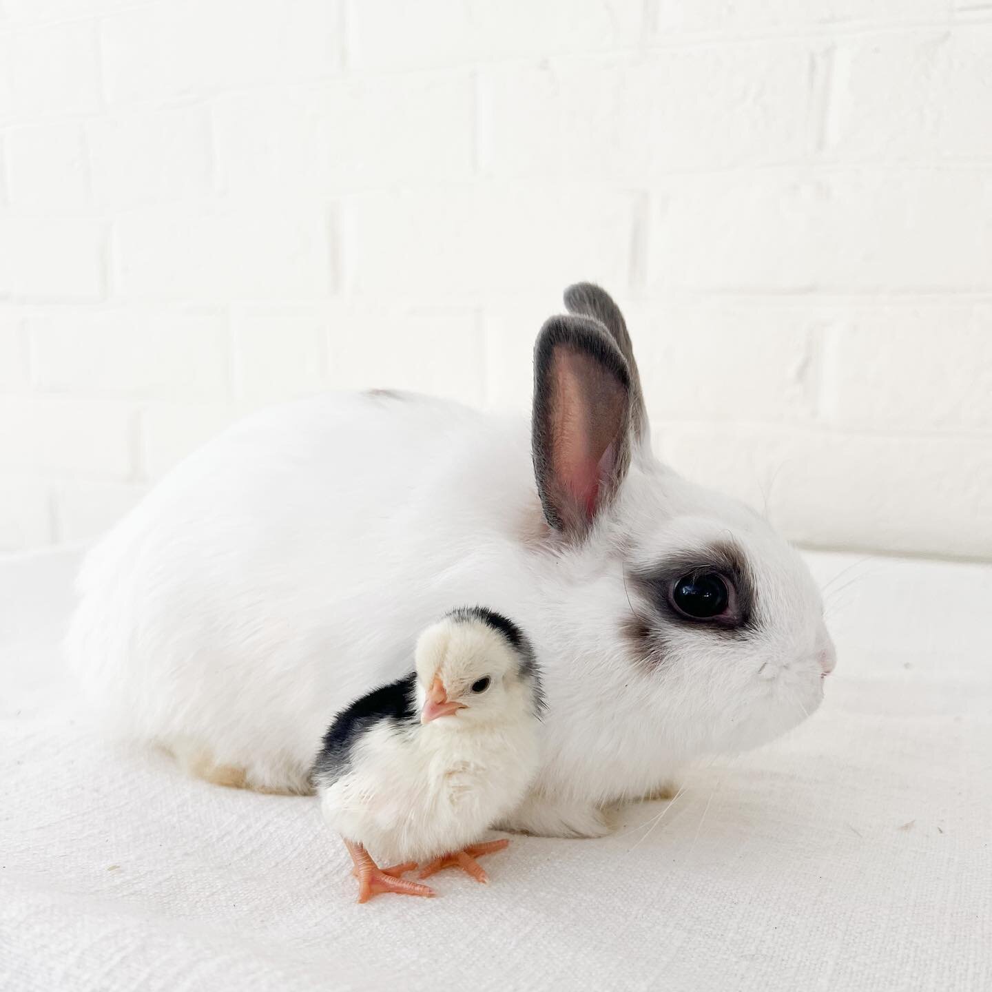 We can be friends if you want 😊

Stop by for some #bunnytherapy and visit the fresh chicks before the summer is over! Check out the &ldquo;Visit&rdquo; tab on our website. 

#rabbittherapy #animaltherapy #pettherapy #agrotourism #chapelhill #mentalh