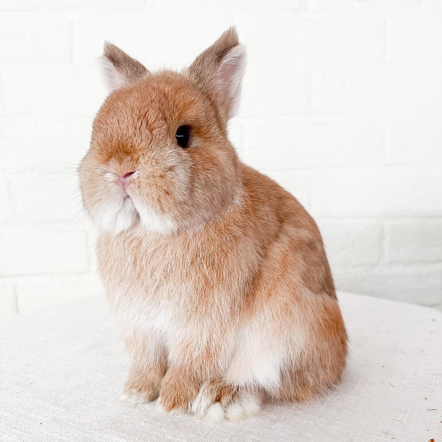 Breadbox&rsquo;s Pumpkin Spice 🎃 

Check out stories today to see who he is being mated to. 🥰

#foxnetherlanddwarf #foxnethie #chocolatefoxnethie #netherlanddwarf #netherlanddwarfbunny #nethie #rabbitbreeder #rabbitry #andrc #arba #raisingrabbits #