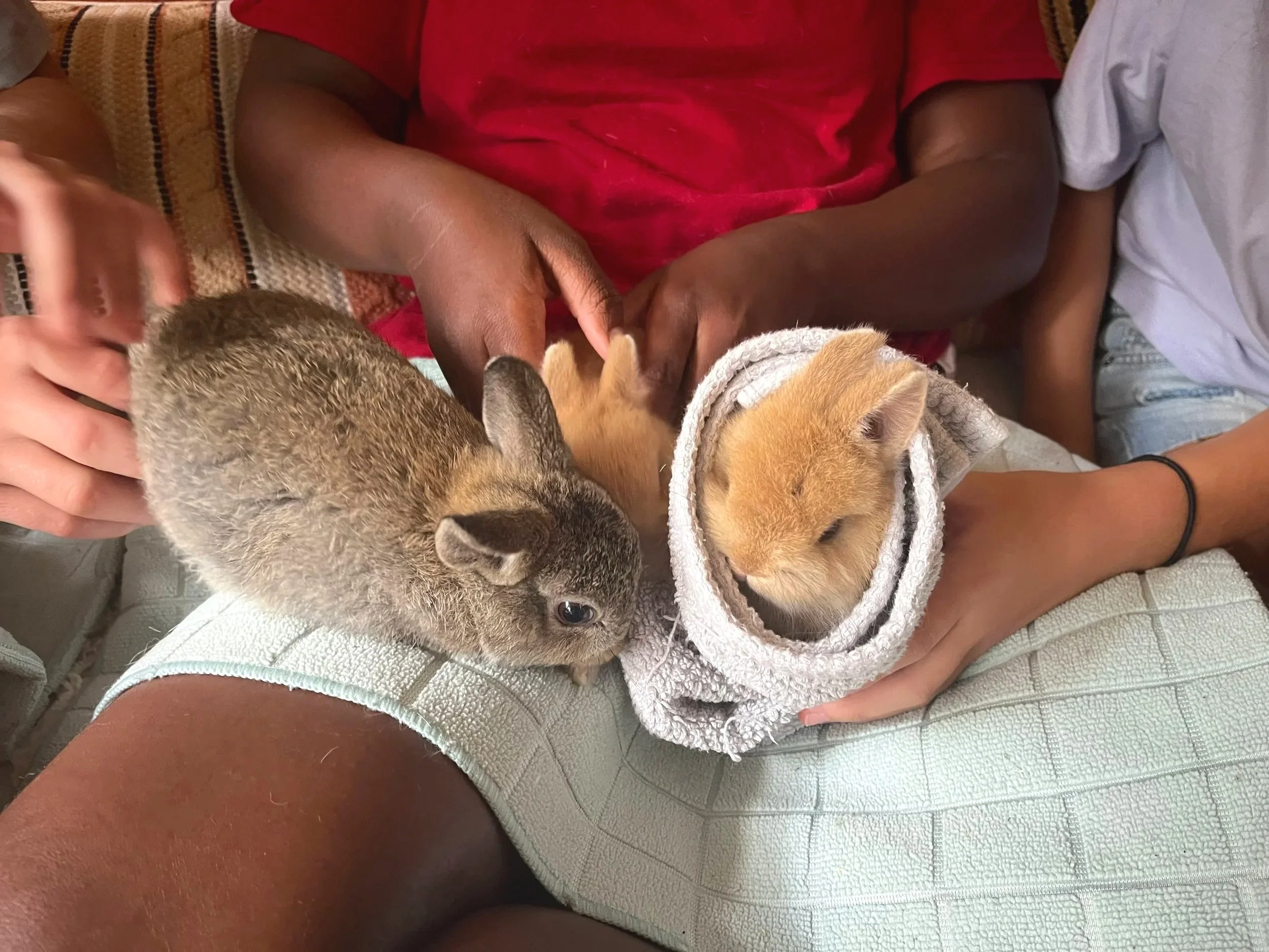 Kids Bunny Club 