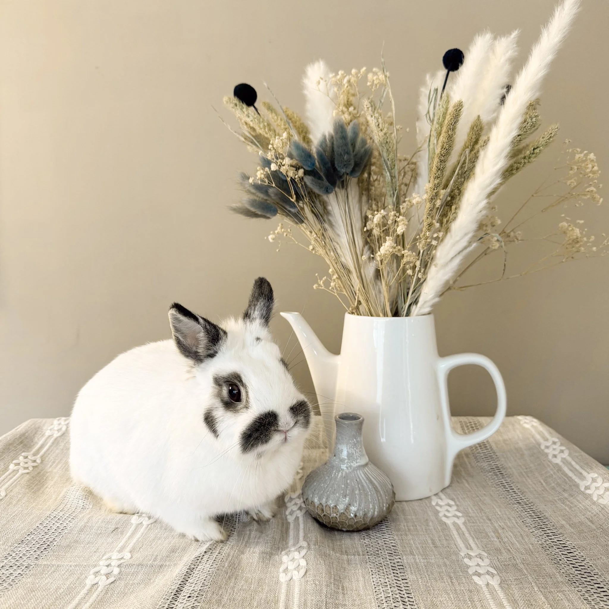 A white rabbit with black markings sitting next to decorative vases and dried flowers in a white pitcher on a table.