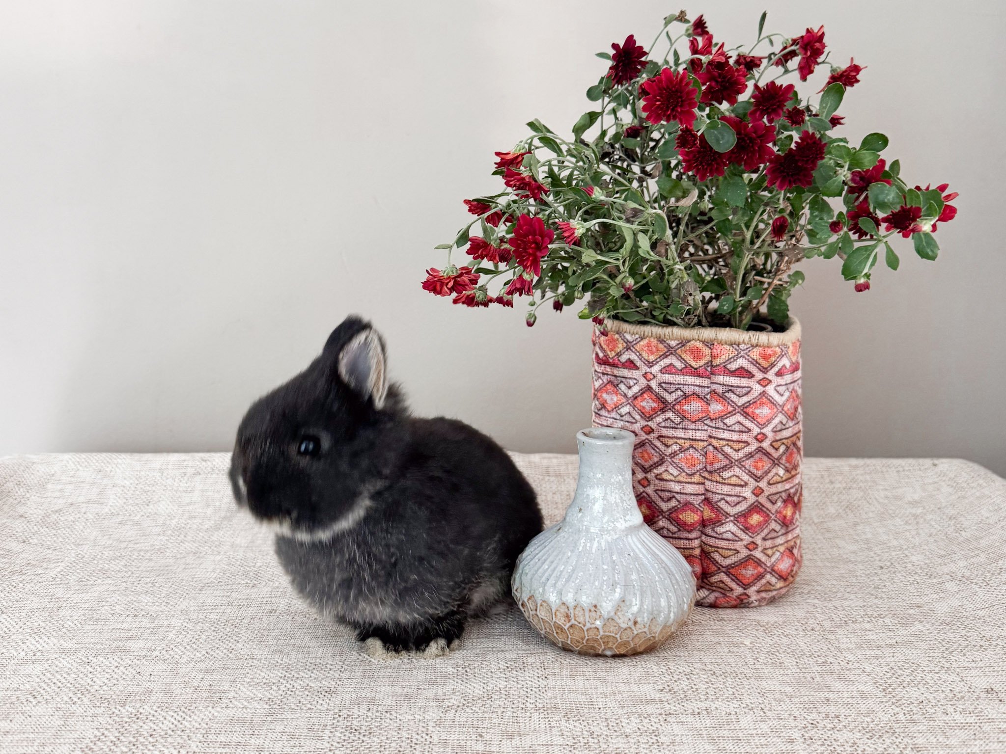Black and white bunny with white markings on its face standing on a beige textured surface near decorative vases and a large potted plant with red and pink flowers.