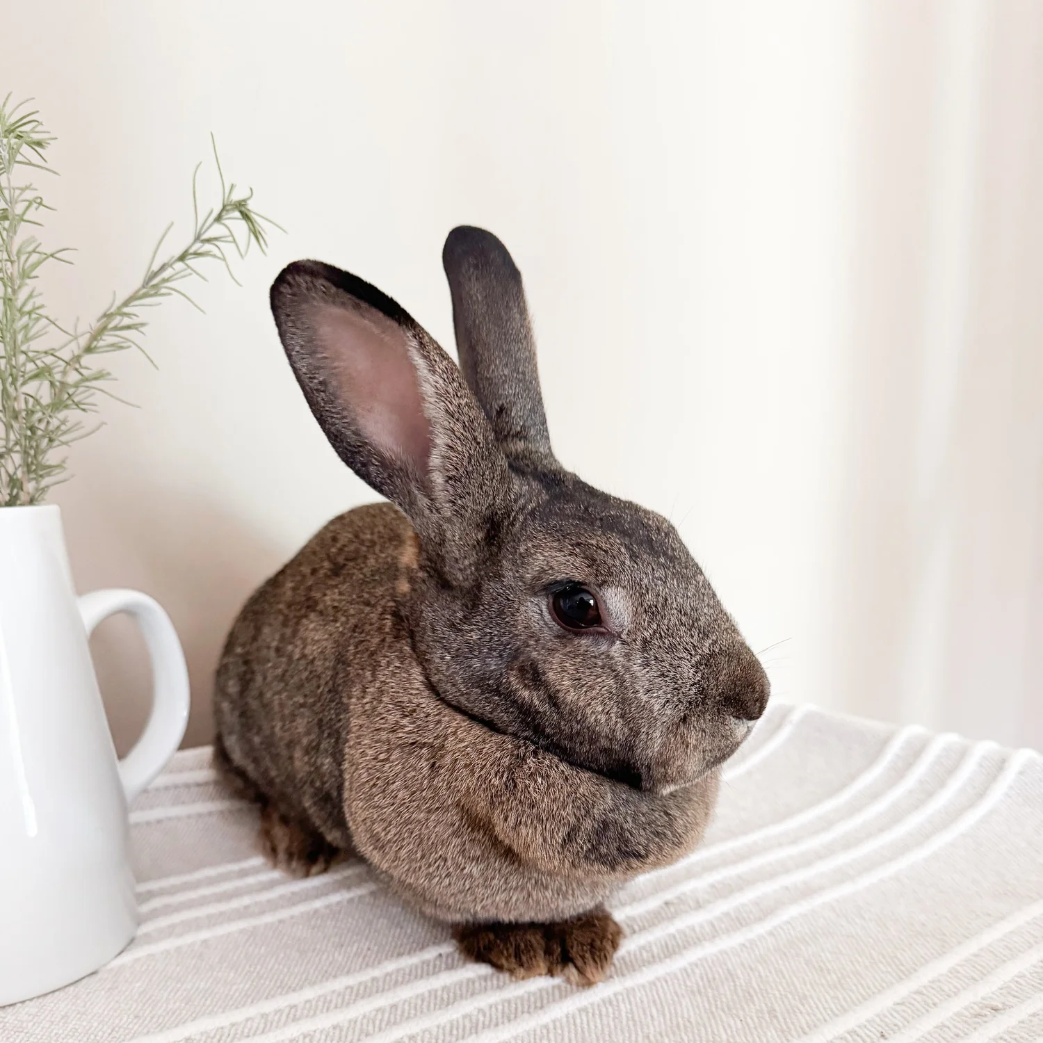 Rescue Rabbits — Breadbox Farm