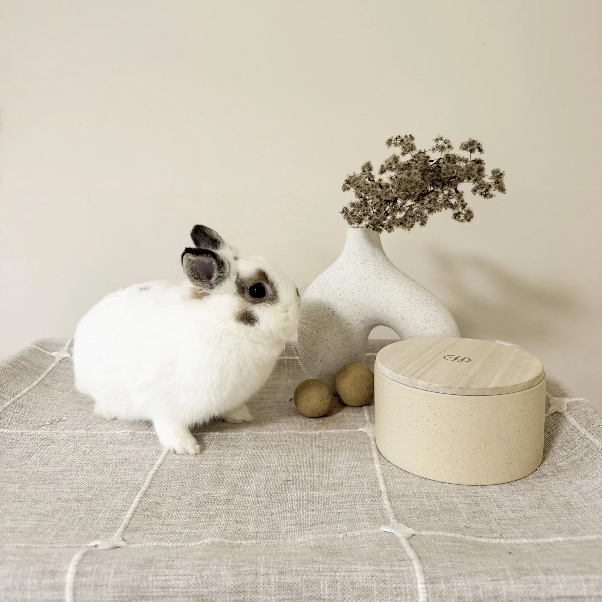 Gracie | Broken Fox Doe | Daughter of Marilyn 