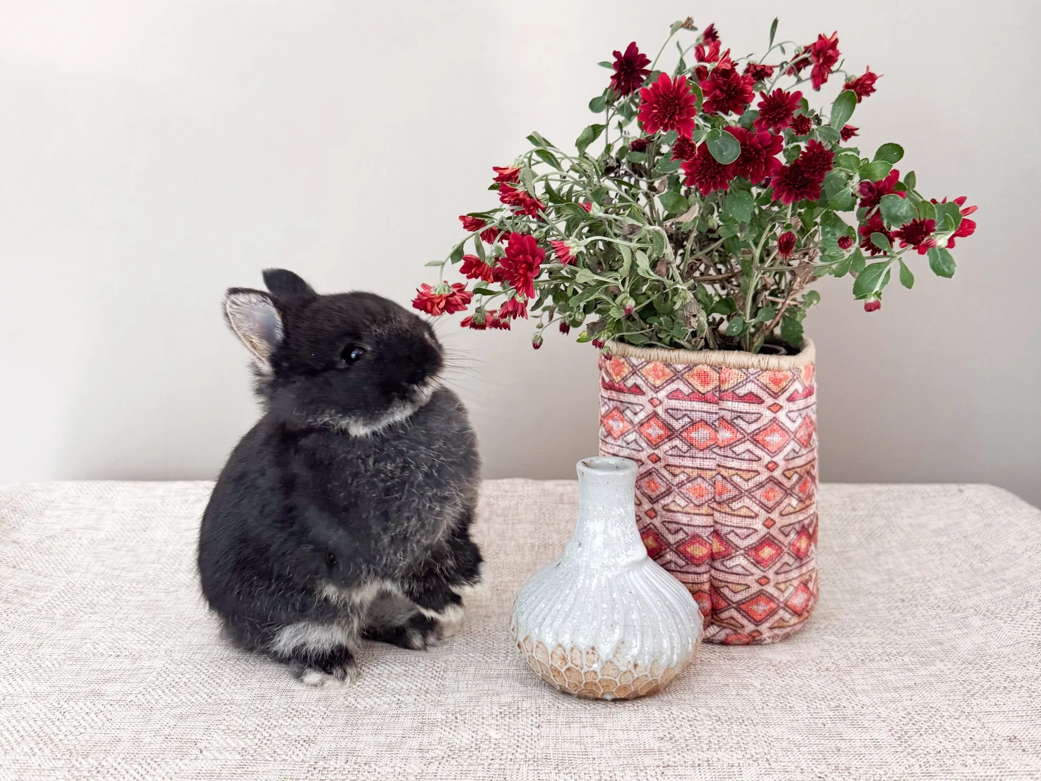 A small black bunny with white markings on its chest and paws sitting on a beige textured table next to a tall ceramic vase with a geometric pattern, filled with red flowers and green leaves, against a plain light gray background.