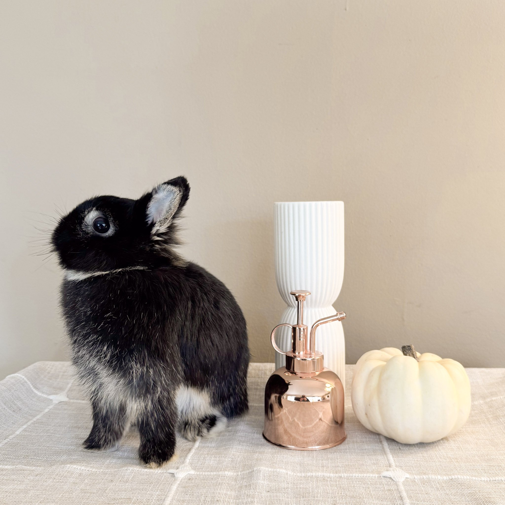 A black and white baby rabbit sitting on a table next to a white decorative vase, a rose gold-colored spray bottle, and a white pumpkin, with a plain beige wall in the background.