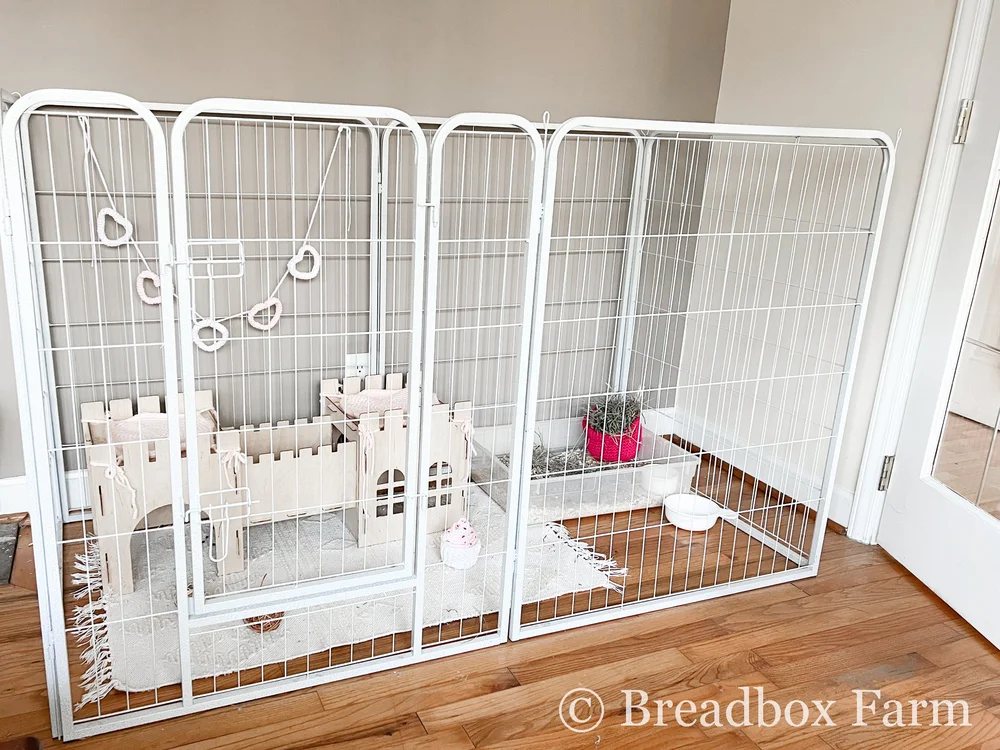 Setting Up The Perfect Bunny Home — Breadbox Farm