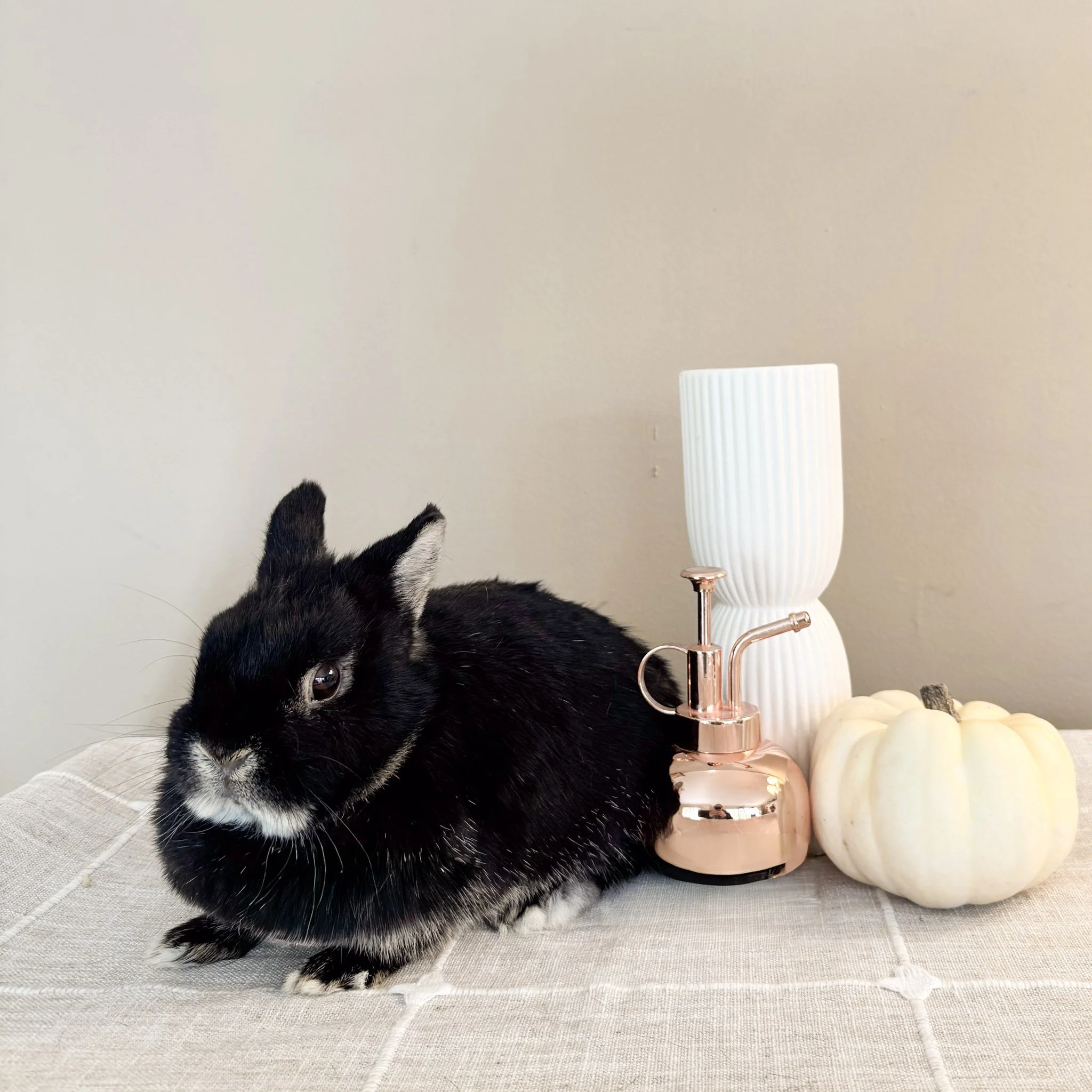 Black rabbit laying on a beige table with white pumpkins, a tall white vase, and a copper-colored device nearby.