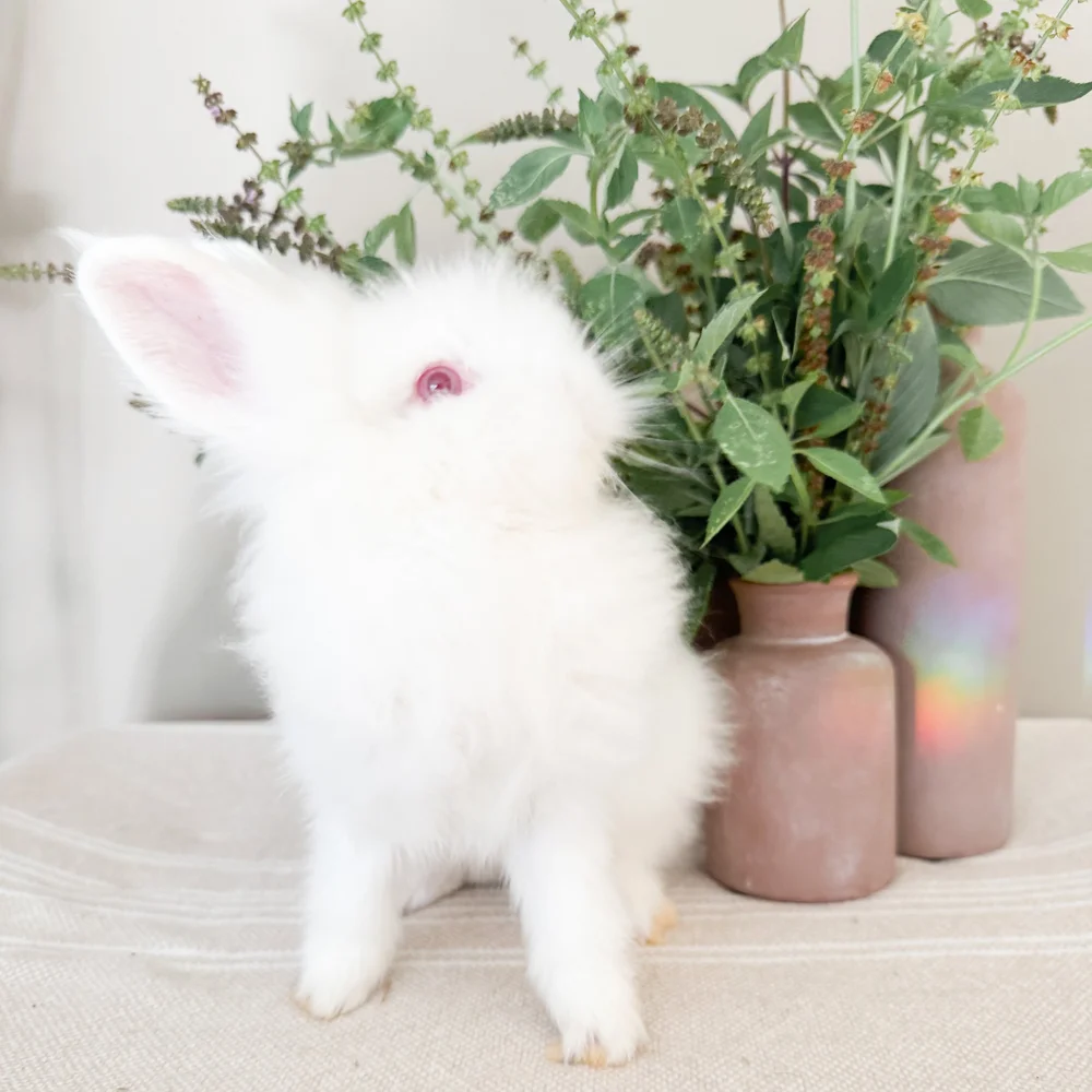 Rescue Rabbits — Breadbox Farm