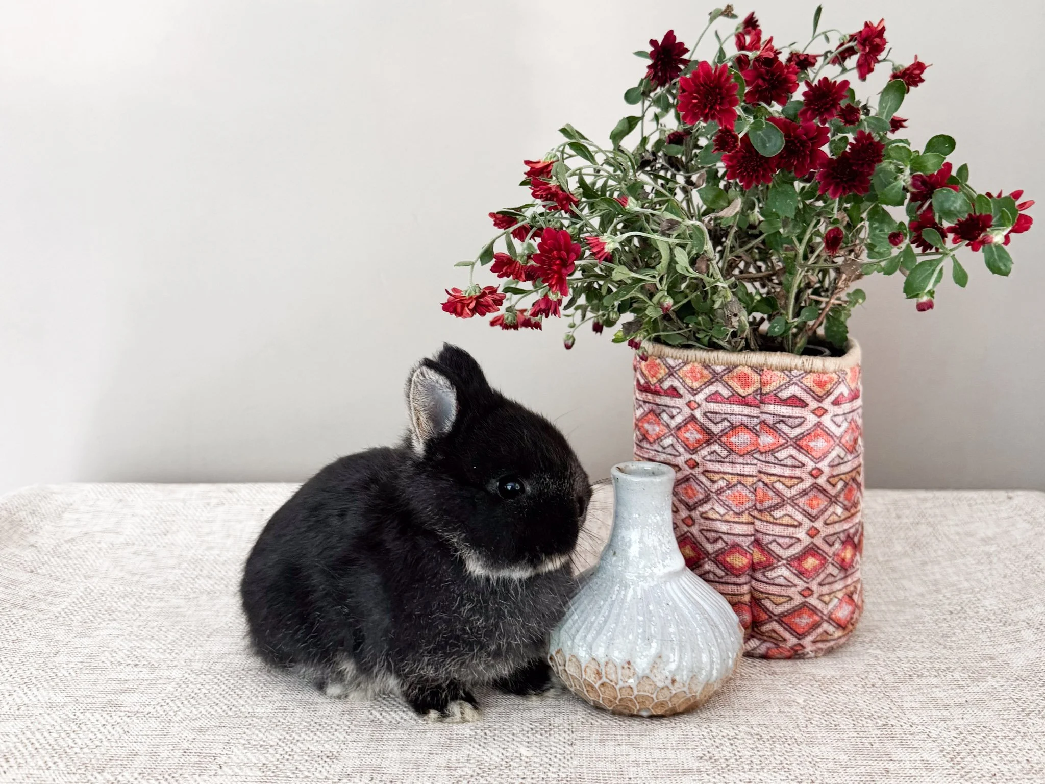 A black rabbit with white markings on its nose and paws sitting next to a white textured vase with a plant of red flowers in a woven pot, on a light-colored table with a white background.
