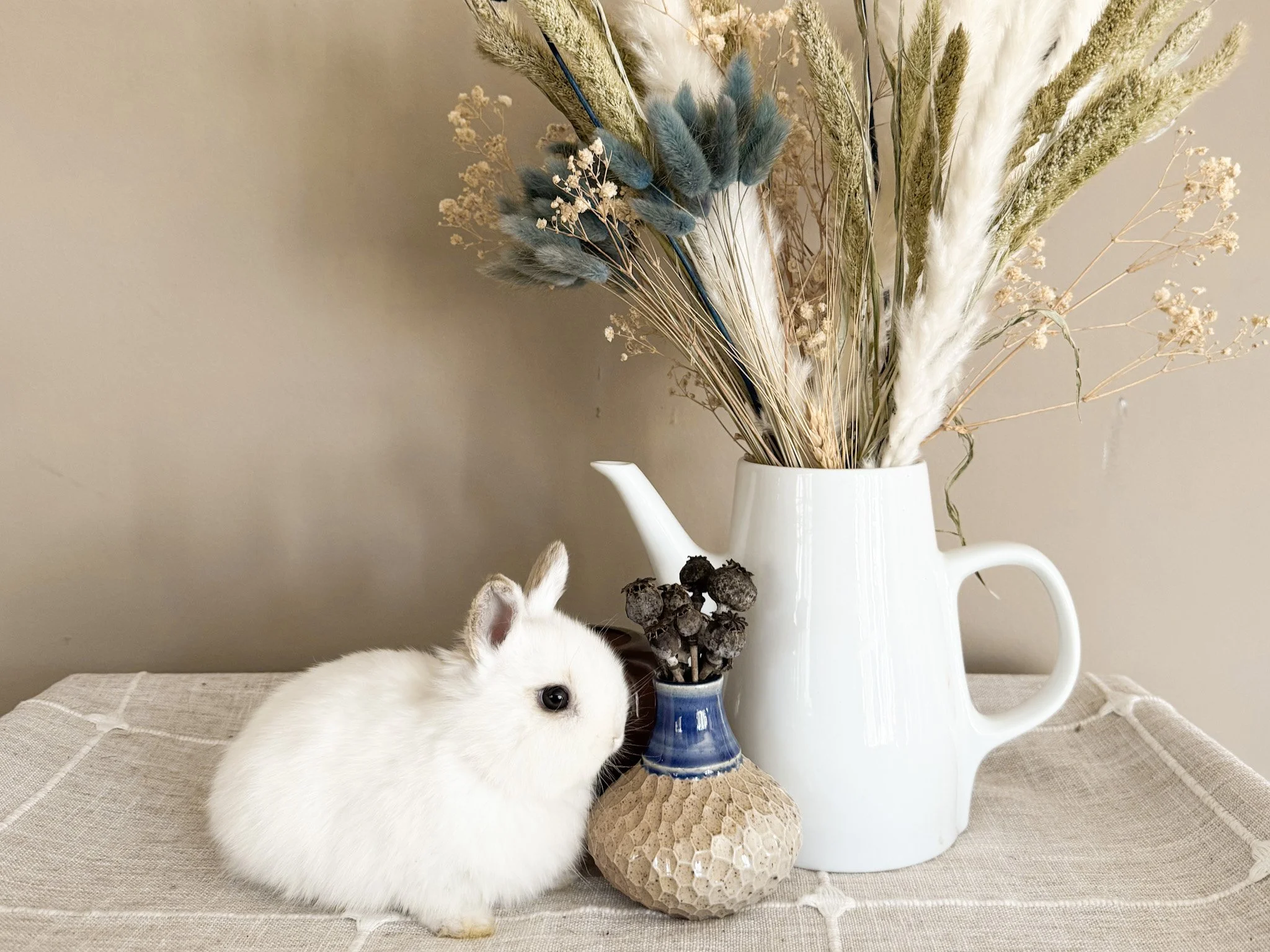 A white guinea pig sitting next to a small vase with dried flowers, inside a white watering can. The scene is on a beige tablecloth against a neutral wall background.