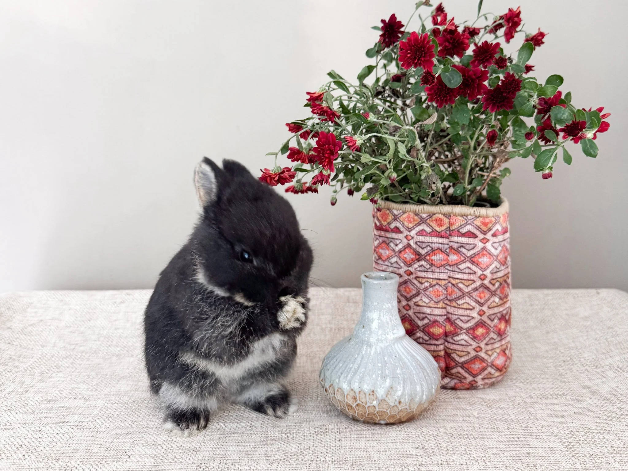 A black and white bunny sitting on a beige textured table next to a white vase with a decorative pattern. Behind the bunny, there is a tall ceramic pot with red flowers and green leaves. The background is plain white.