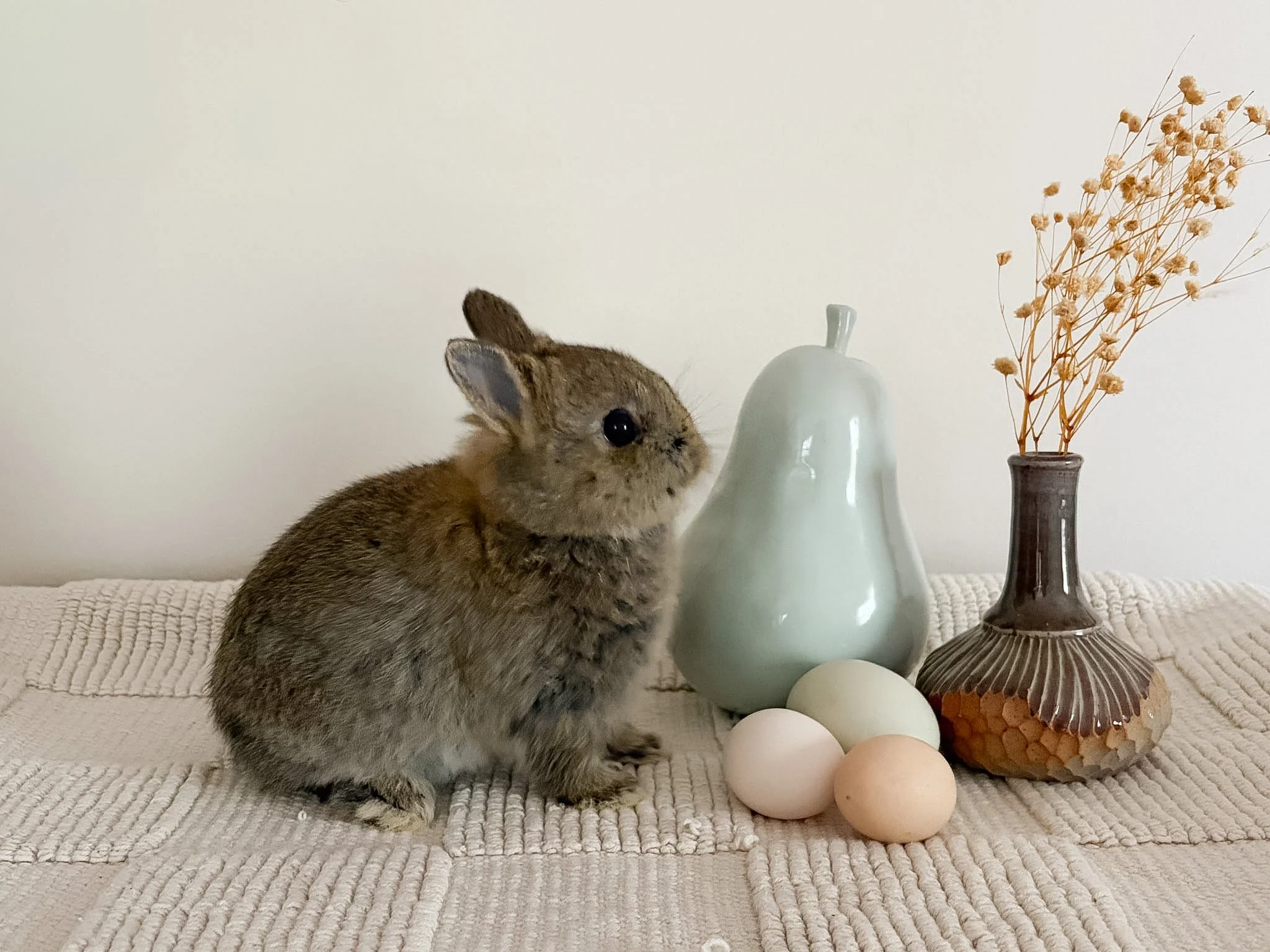 Grey Baby Rabbit