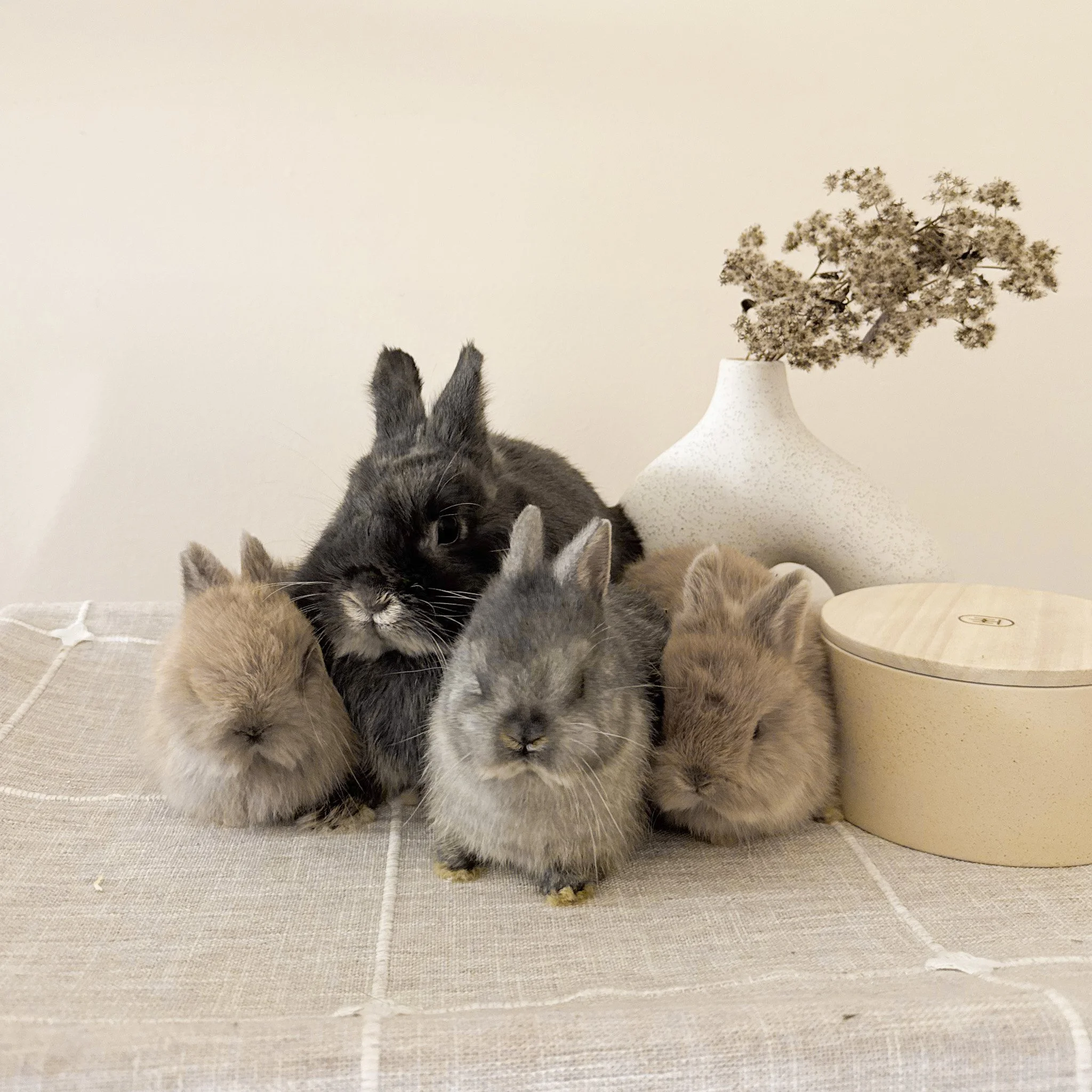 Sapphire | Blue Otter Doe | Daughter of Georgia 