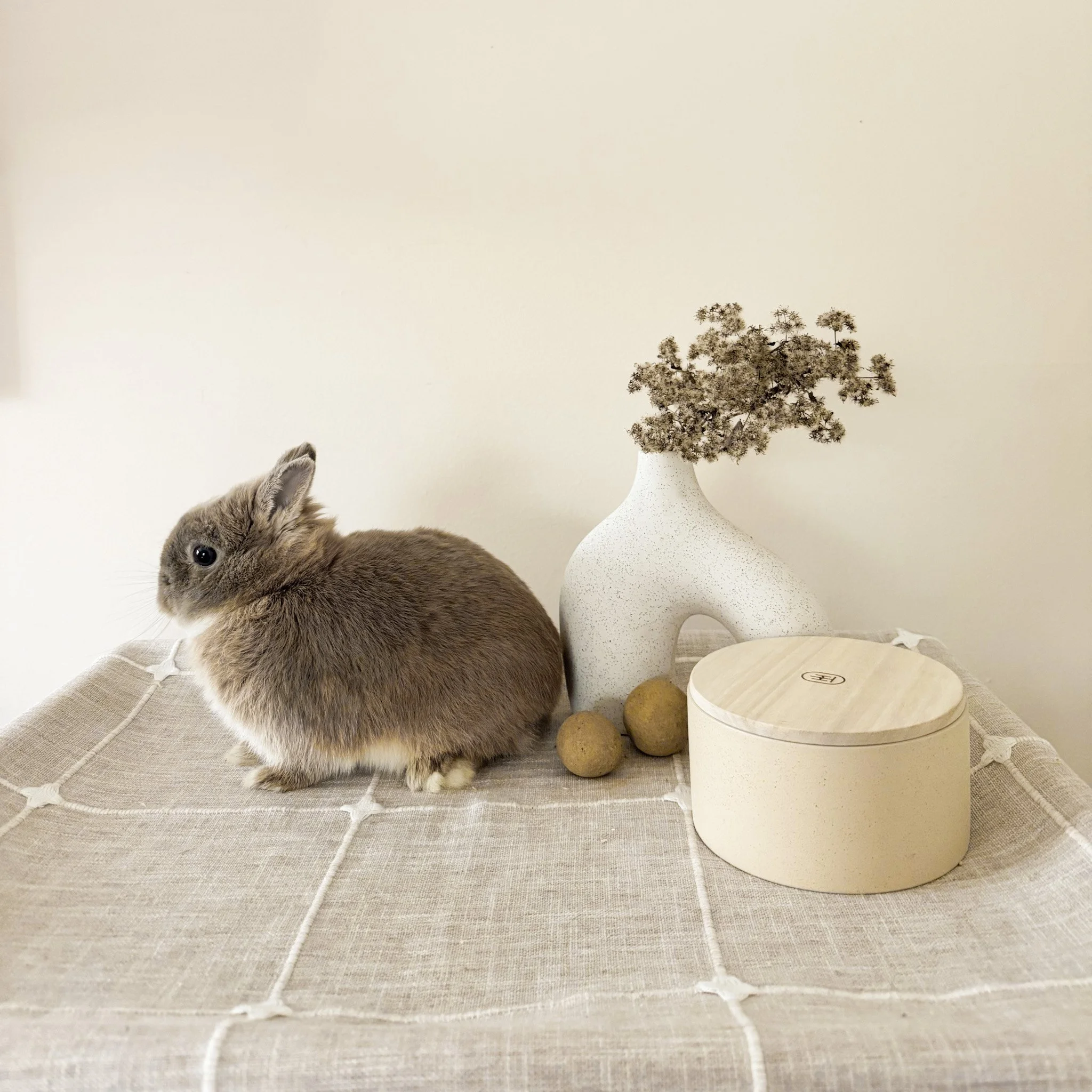 Gatsby | Fawn Buck | Son of Apollo | Bashful and Delightful