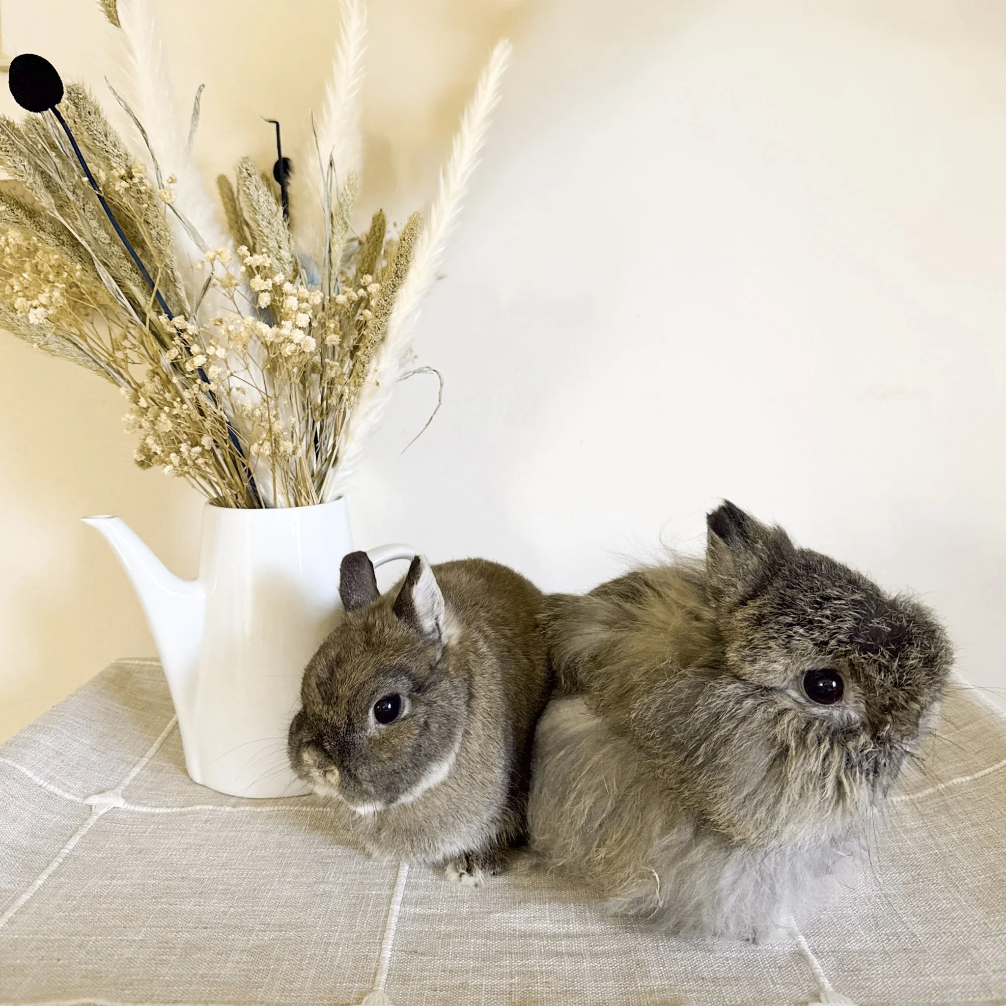 A small rabbit and a guinea pig sitting side by side on a beige surface next to a white watering can filled with dried flowers and grasses.