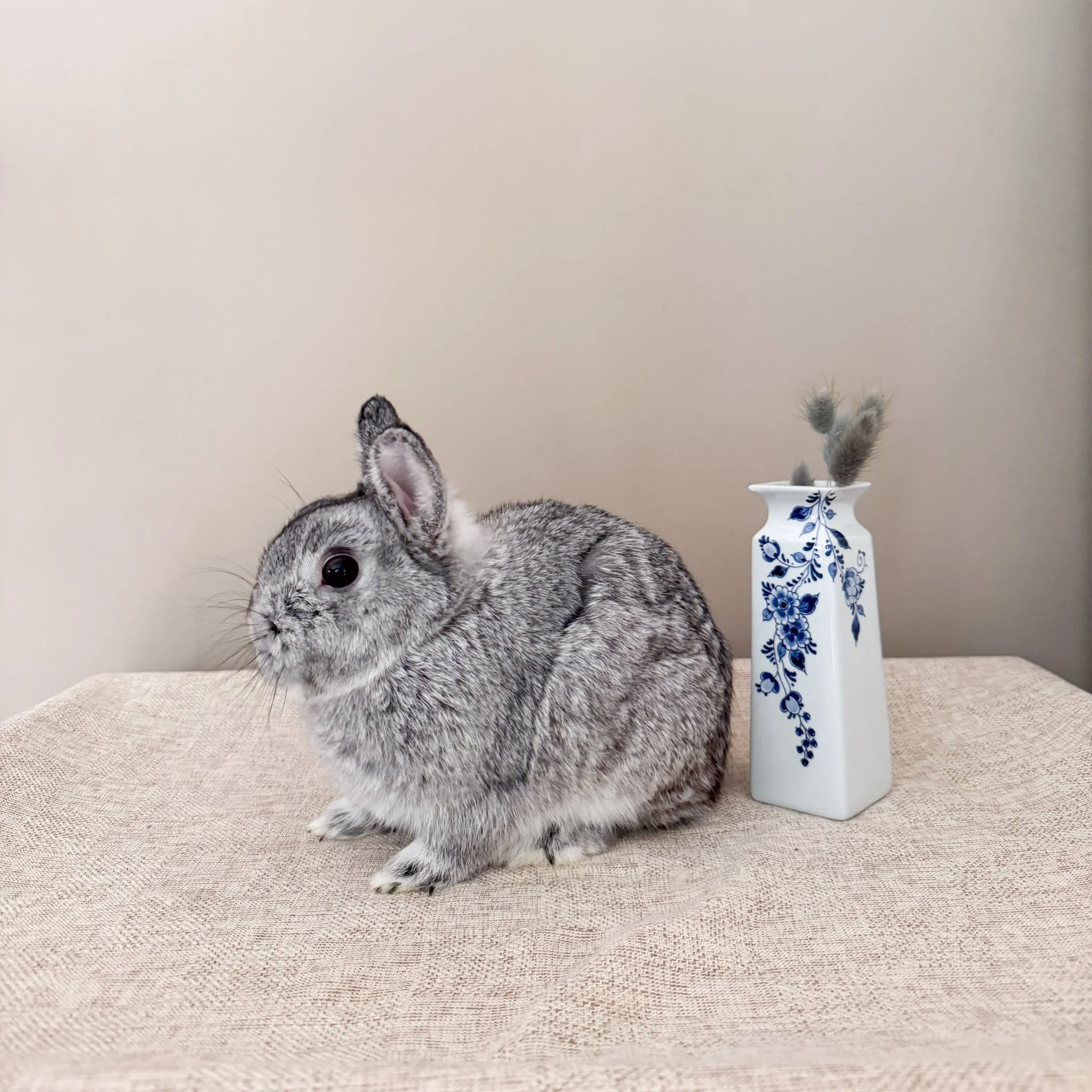 Cecil | Chinchilla Buck | Son of Cypress | Adventurous and Hungry