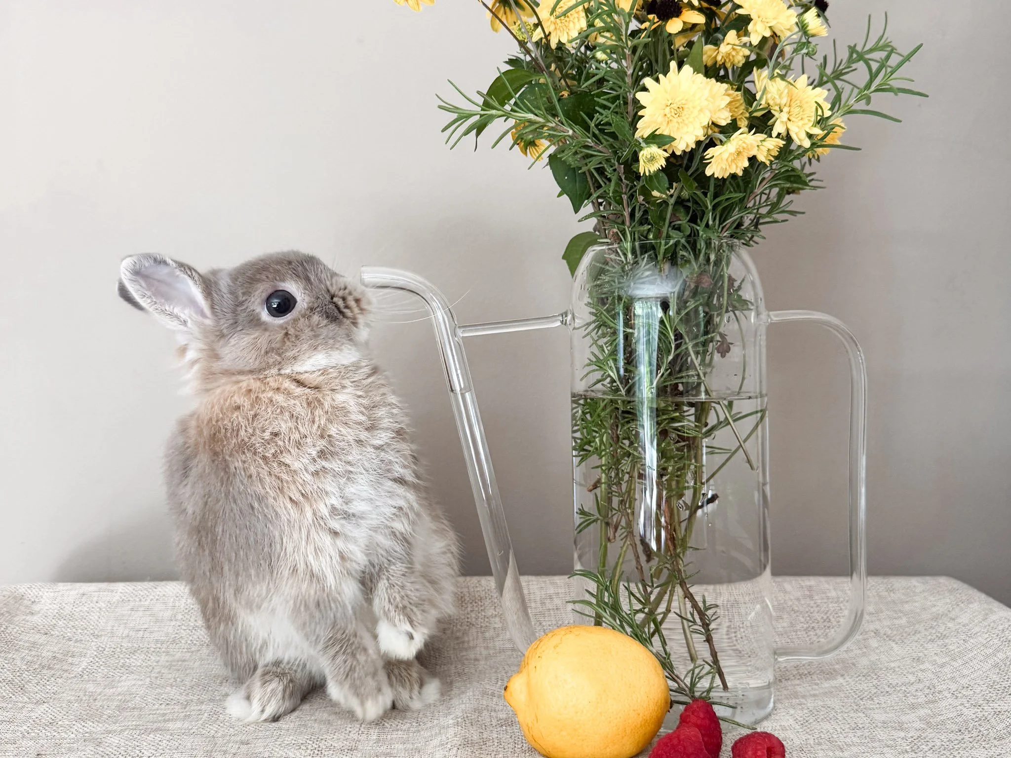 Gatsby | Fawn Buck | Son of Apollo | Bashful and Delightful