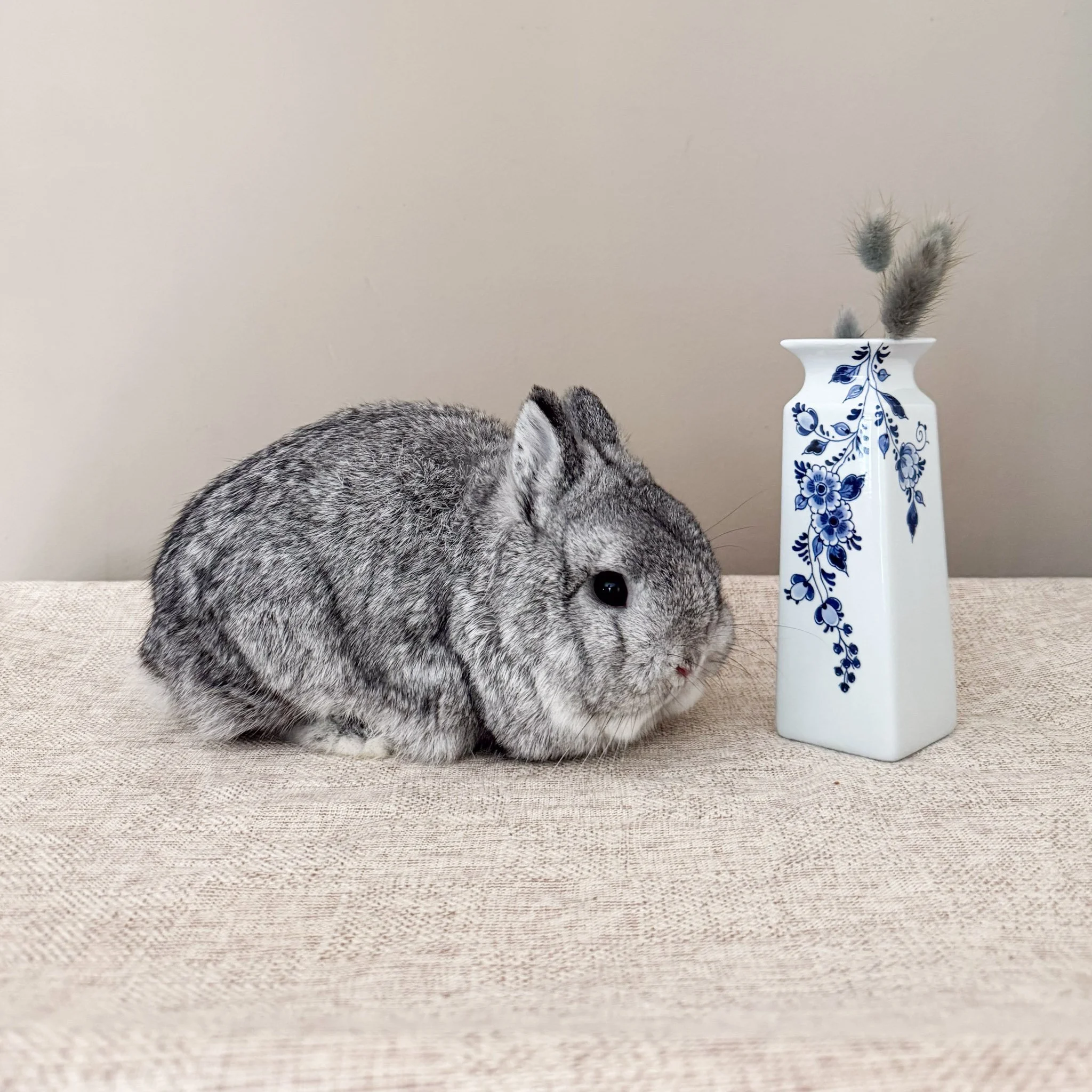 Humphrey | Chinchilla Buck | From Geoff Bonne | Wrinkly Whale Love Bug