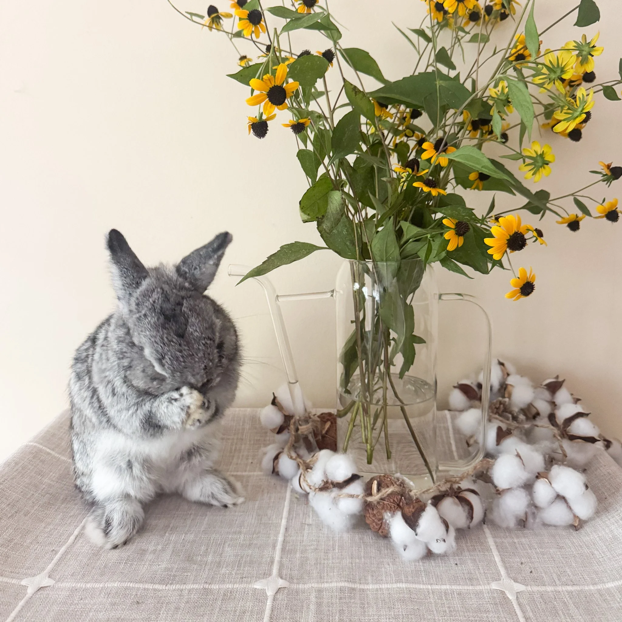Mr Darcy | Chinchilla Male | Son of Odin |