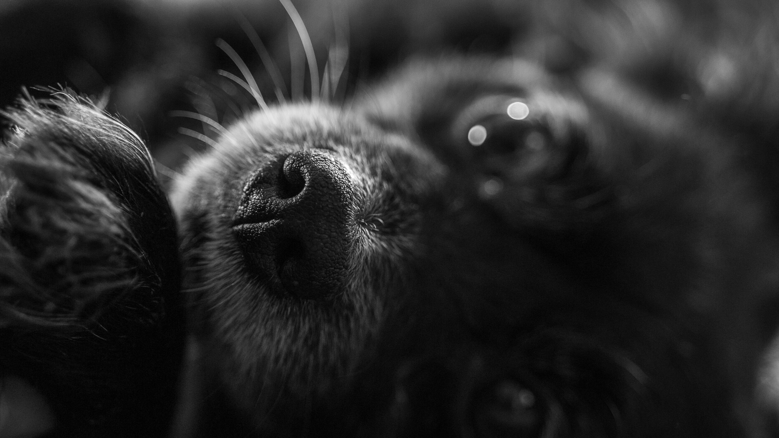 Max Lazy-2.jpg